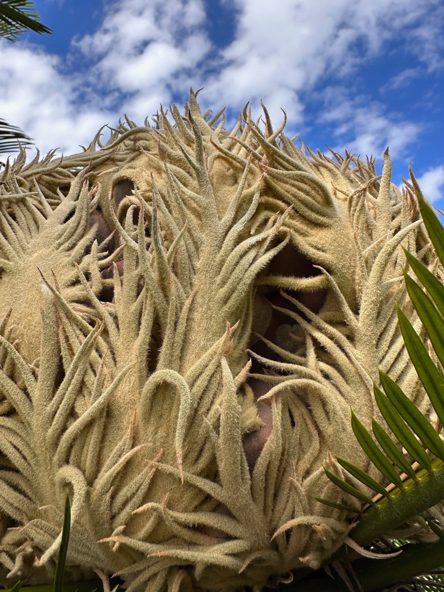 ⭐️【珍しいデザインソテツ】⭐️ソテツ 蘇轍　多頭 奇形 散歩道の「ソテツ(蘇鉄)」に、赤朱色の種子が結実した。雄花の開花