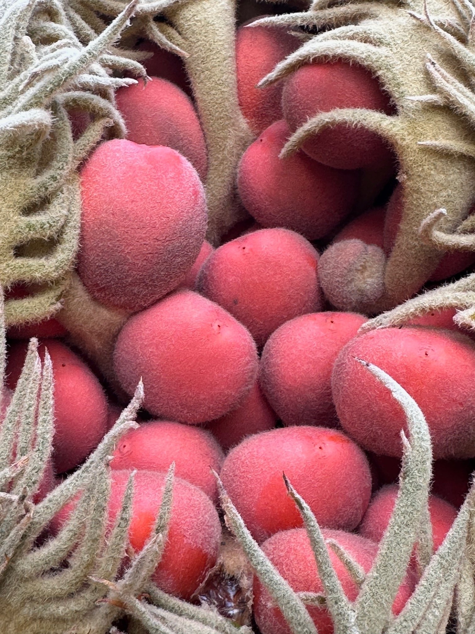 散歩道の「ソテツ(蘇鉄)」に、赤朱色の種子が結実した。雄花の開花