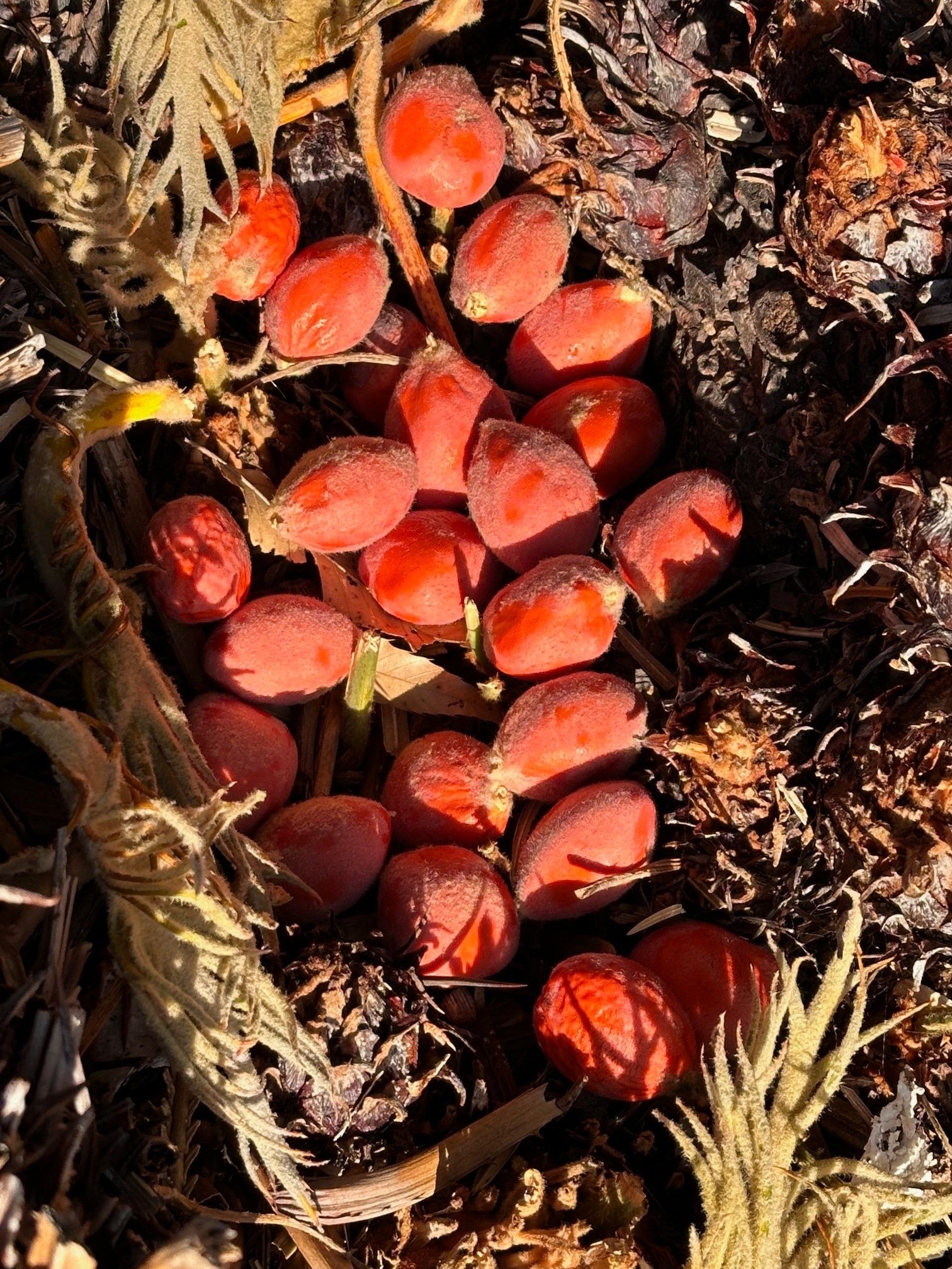 散歩道の「ソテツ(蘇鉄)」に、赤朱色の種子が結実した。雄花の開花