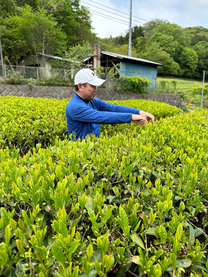 元カードゲームクリエーターが清川村で作る有機栽培の釜炒り茶