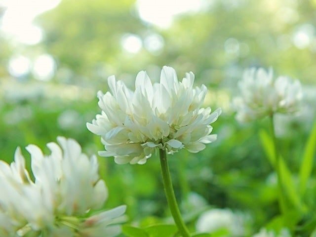 リスナー　スイセン　黄・白　畑・野菜　おまとめ リスナー スイセン 黄・白 畑・野菜 おまとめ