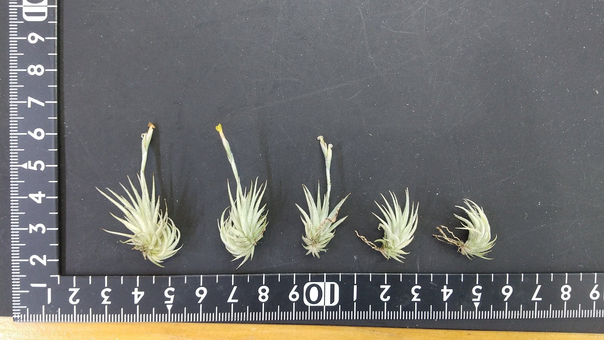 チランジア入荷リスト1/17｜NatureGarden🌿神田