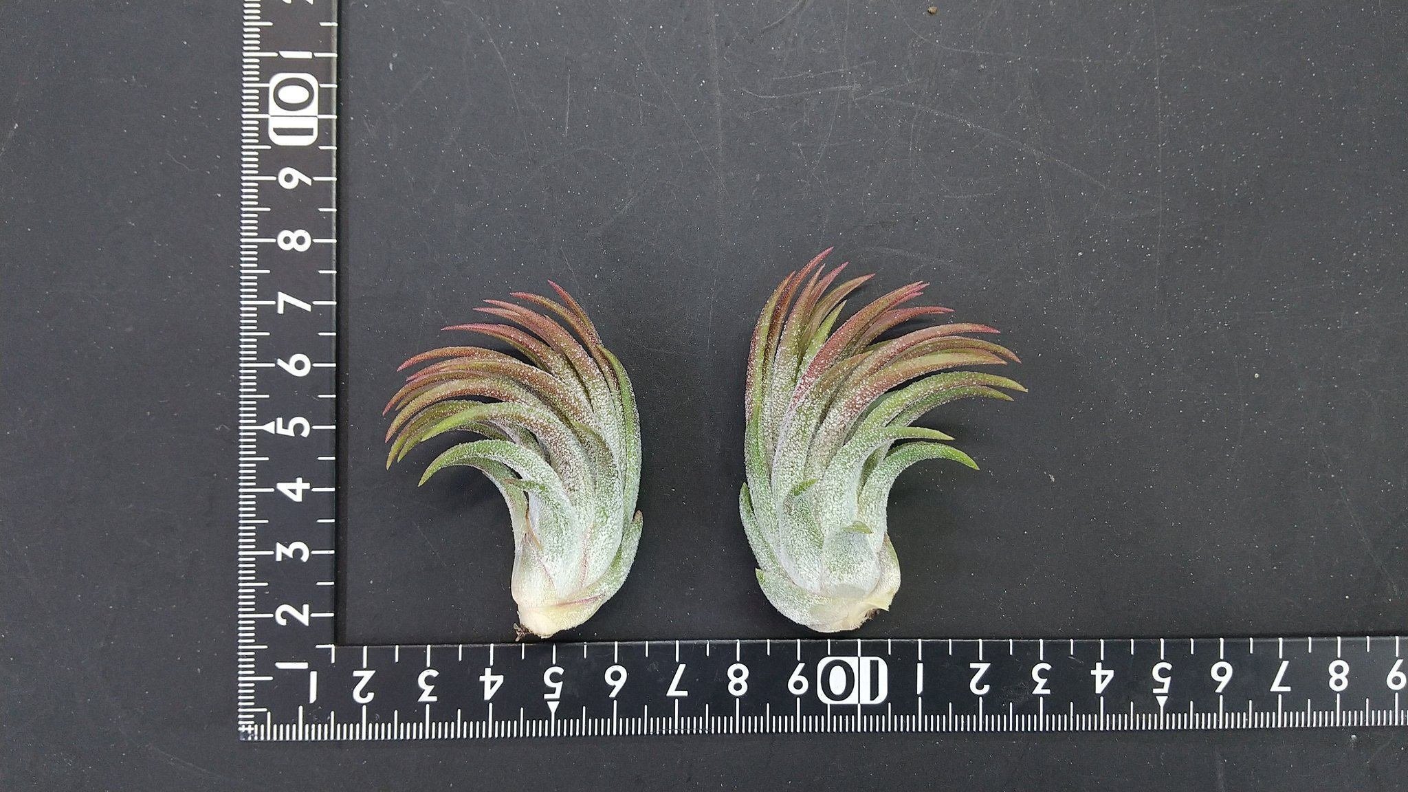 チランジア入荷リスト1/17|NatureGarden🌿神田 チランジア入荷リスト1/17|NatureGarden🌿神田