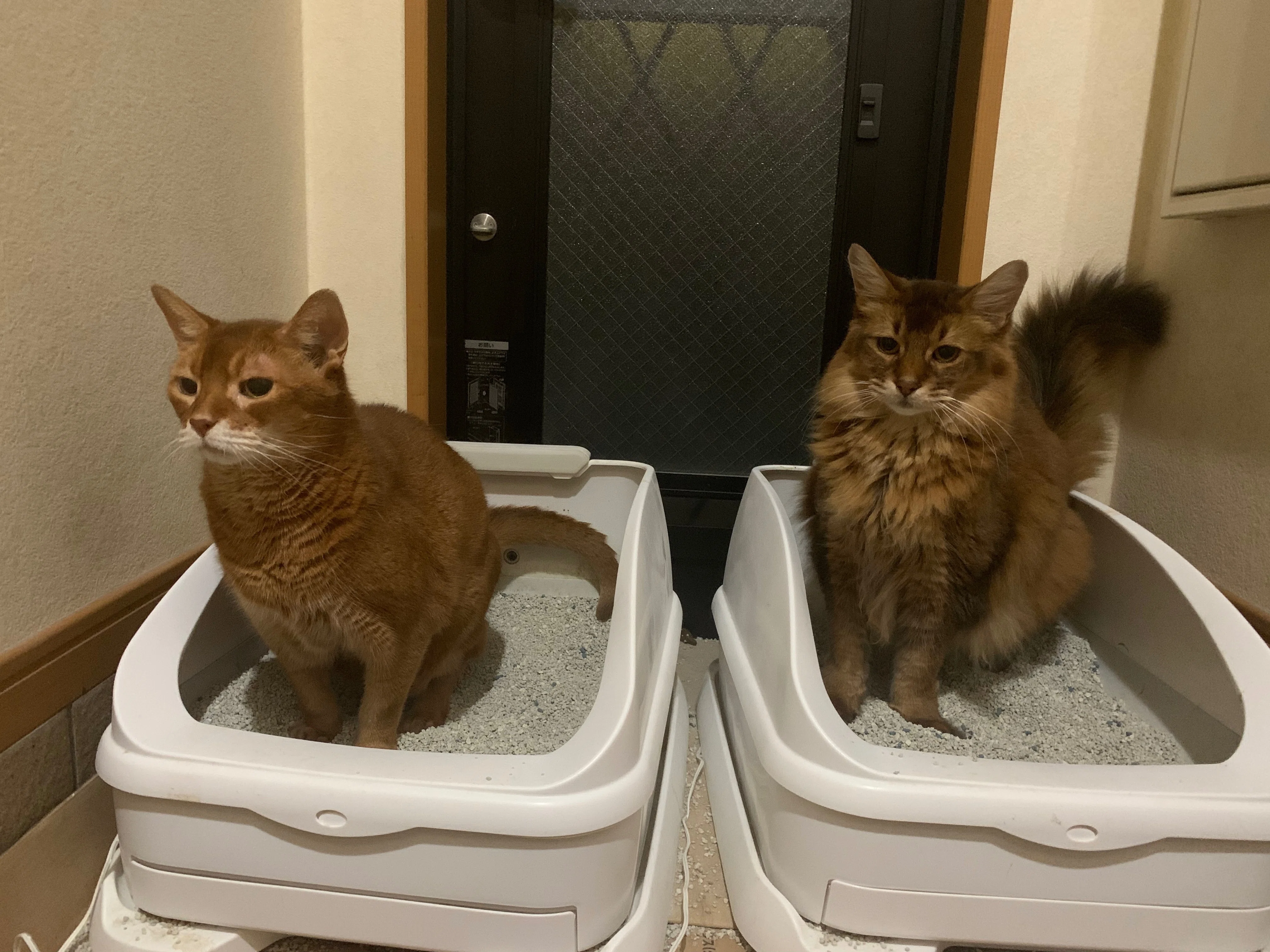 15歳の愛猫を自宅で看取り、IoC（Internet of Cats）製品のありがたみ