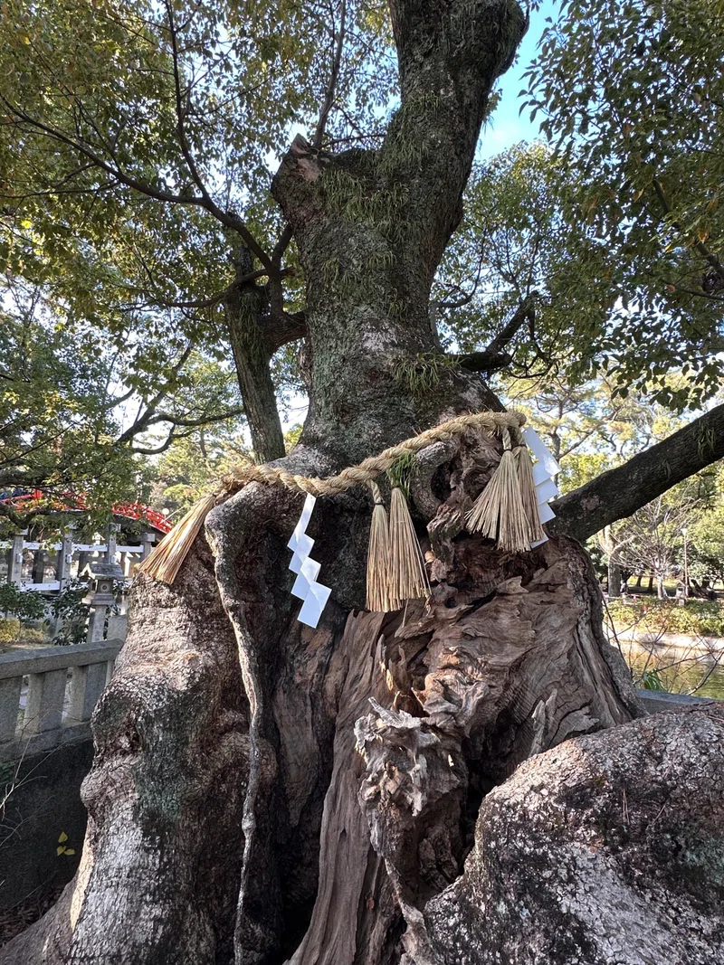 住吉大社のパワースポット“御神木”に手を合わせて元気を貰う(2024年新春)|福ちゃんの散歩道