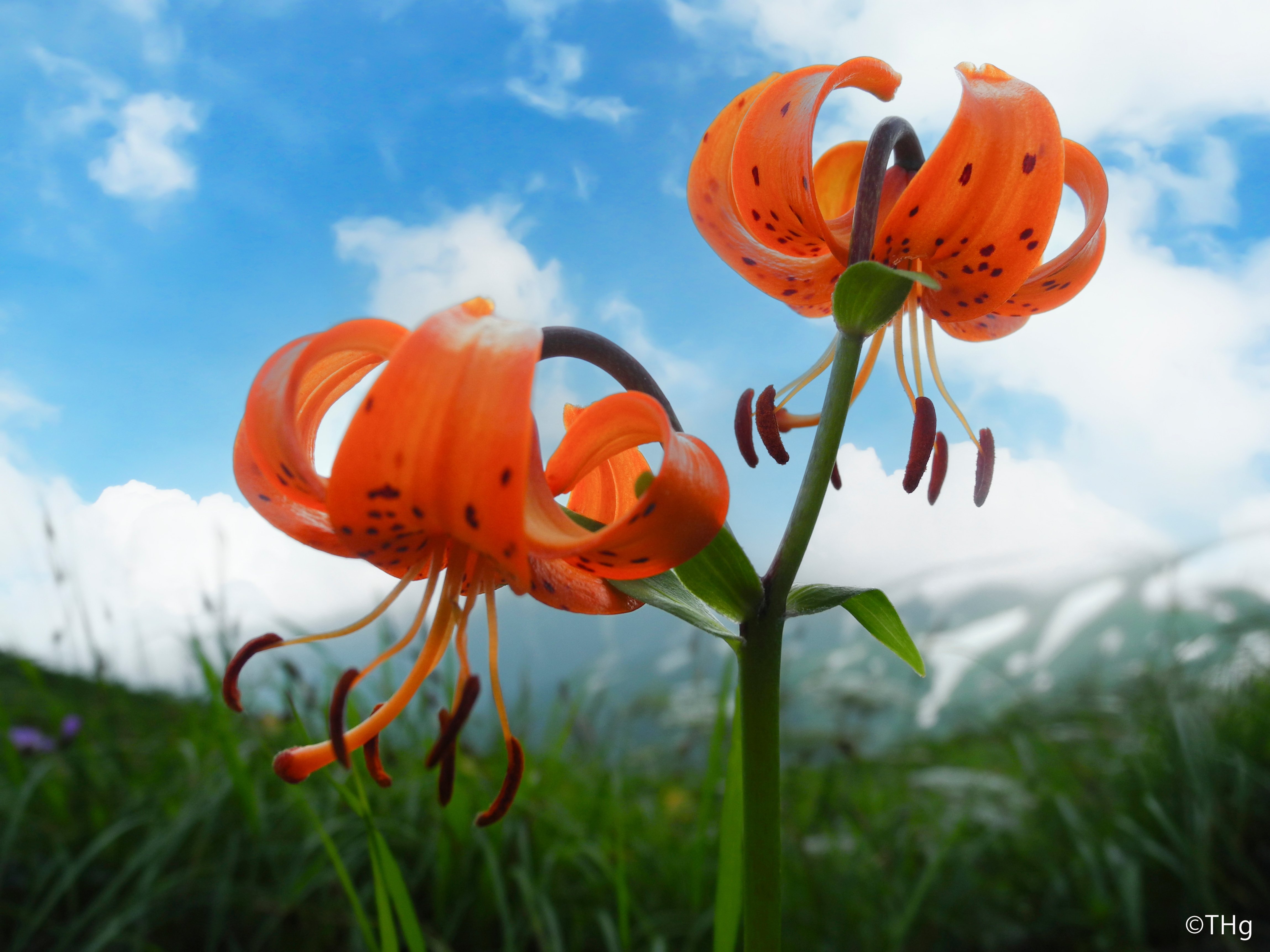 高山植物を撮る｜taka