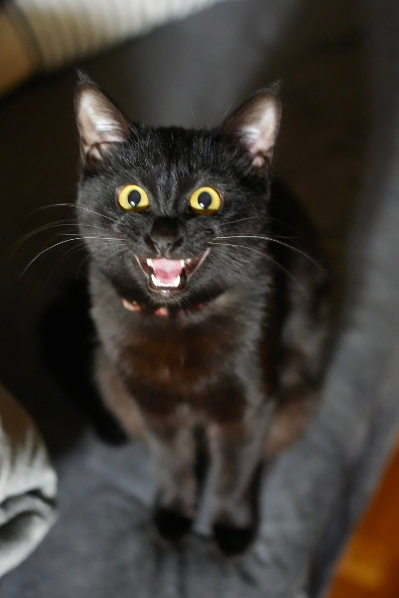 クロム様 ご確認ページ 黒猫ちゃん主役(*´˘`*)♡ 黒猫ちゃん (@kuroneko6423) / Posts / X