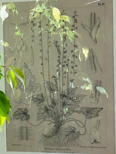 牧野富太郎の「植物画」に衝撃 植物愛が植物画から伝わる｜達磨の眼
