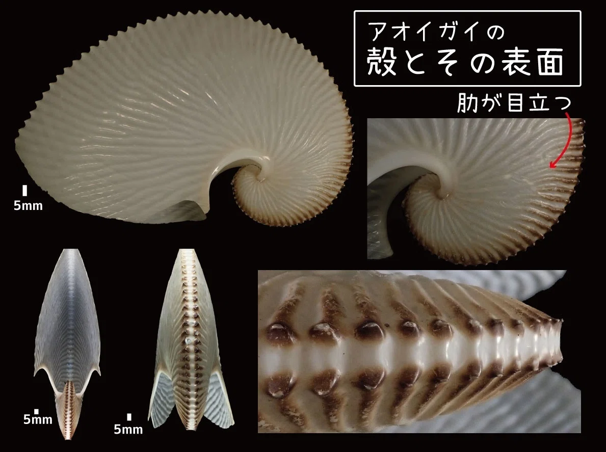 タコブネ アオイガイ つぶやき｜豊田ホタルの里ミュージアム・下関市立