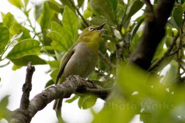 第2833回 街中の三鳴鳥｜翆野 大地