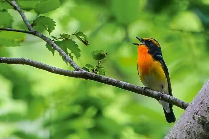 第2833回 街中の三鳴鳥｜翆野 大地