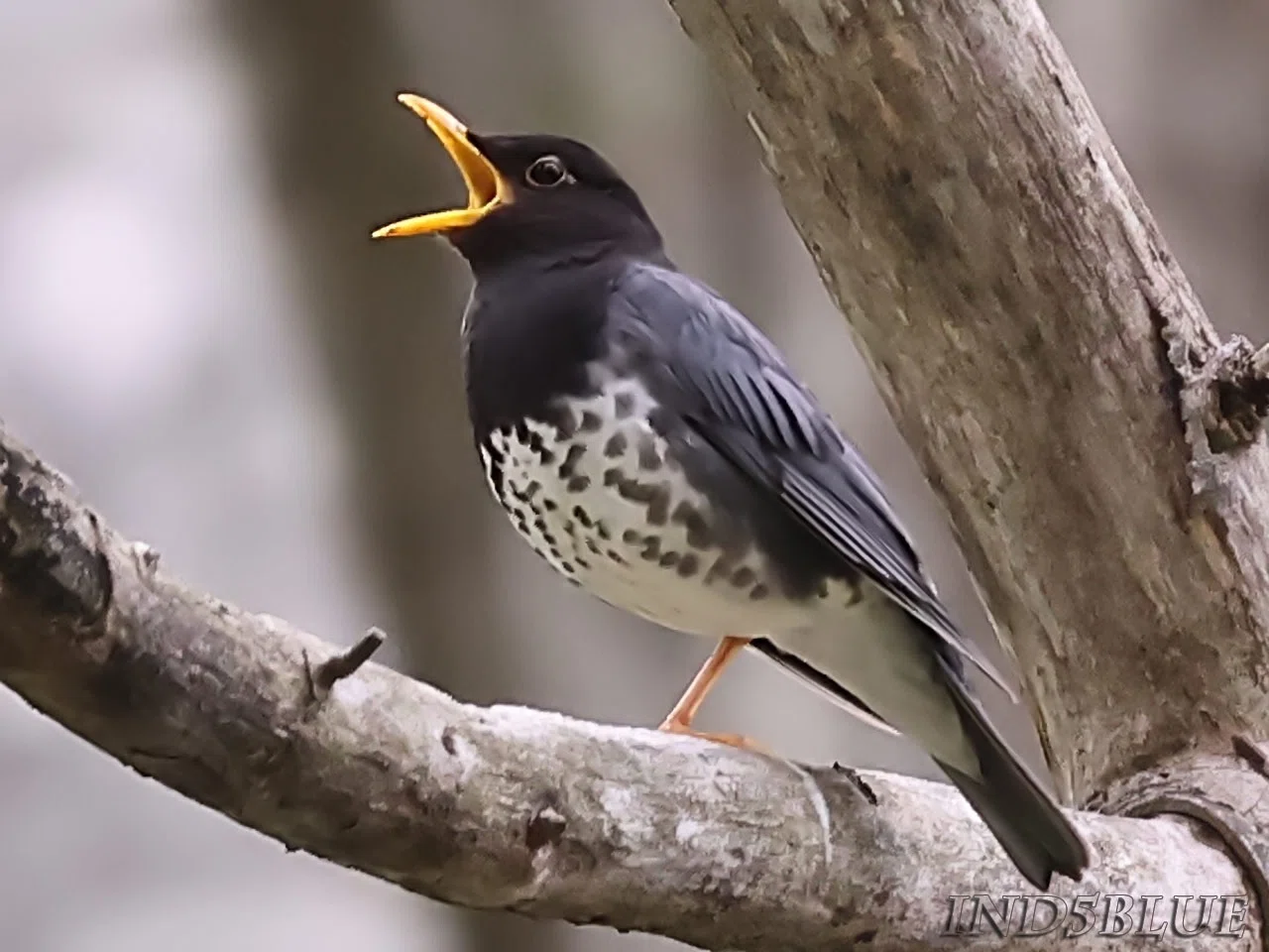 ☆ ヒヨドリスキ　さま　専用　☆ 第2833回 街中の三鳴鳥｜翆野 大地