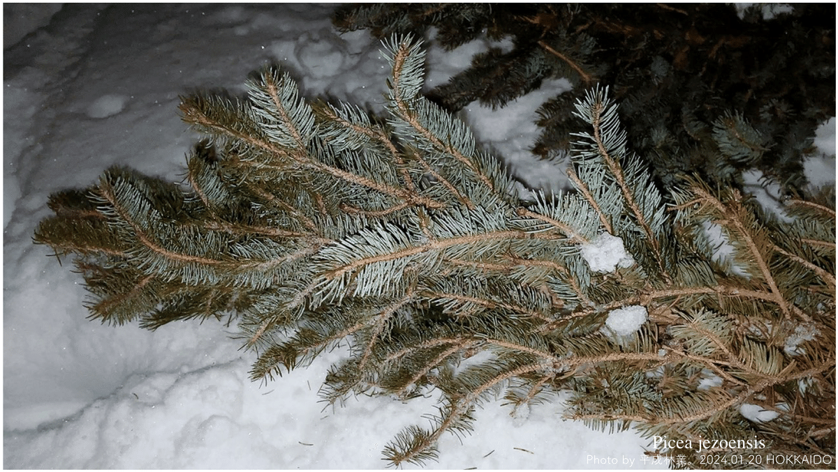 Picea Pungens ホト クリスマスツリー　プンゲンストウヒ　hoto picea pungens プンゲンストウヒ ホト Hoto クリスマスツリー Picea