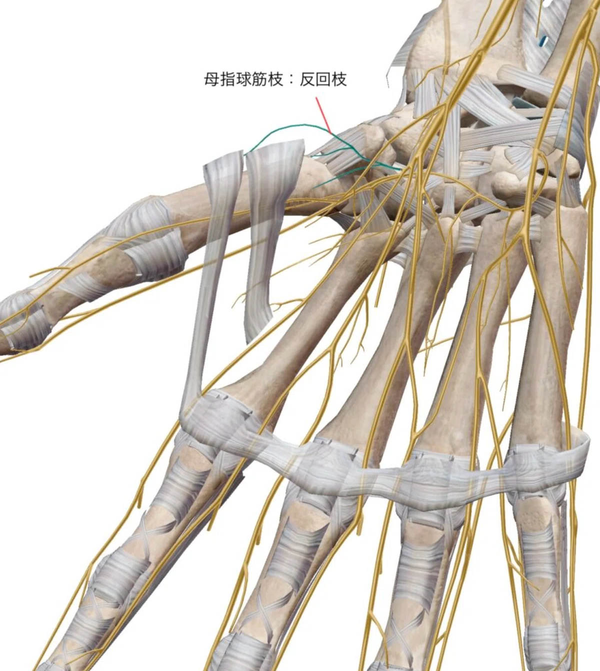 正中神経麻痺(Median nerve palsy|あひるOT
