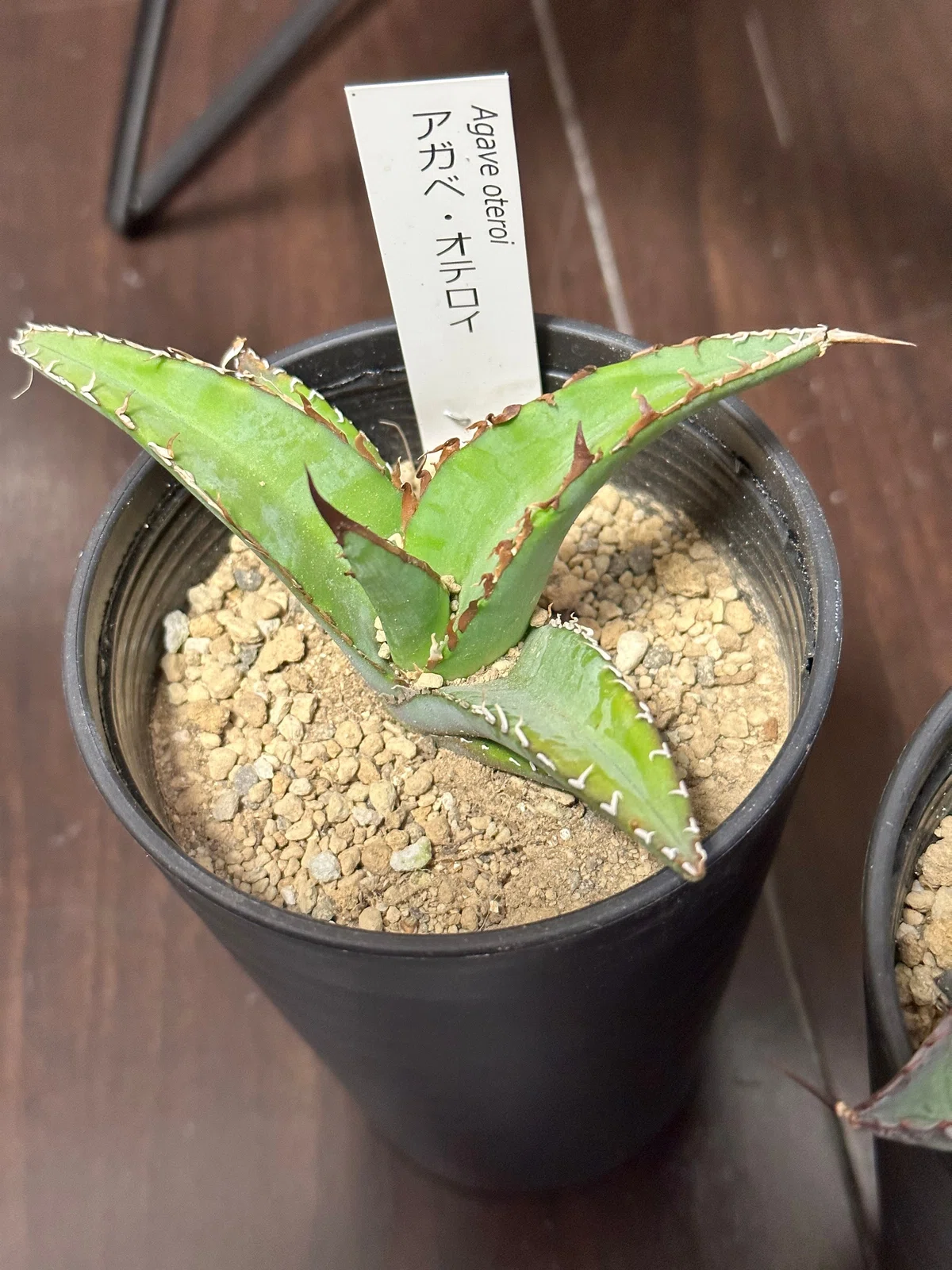 多肉植物アガべ吉祥天中斑親株 仰け反ら