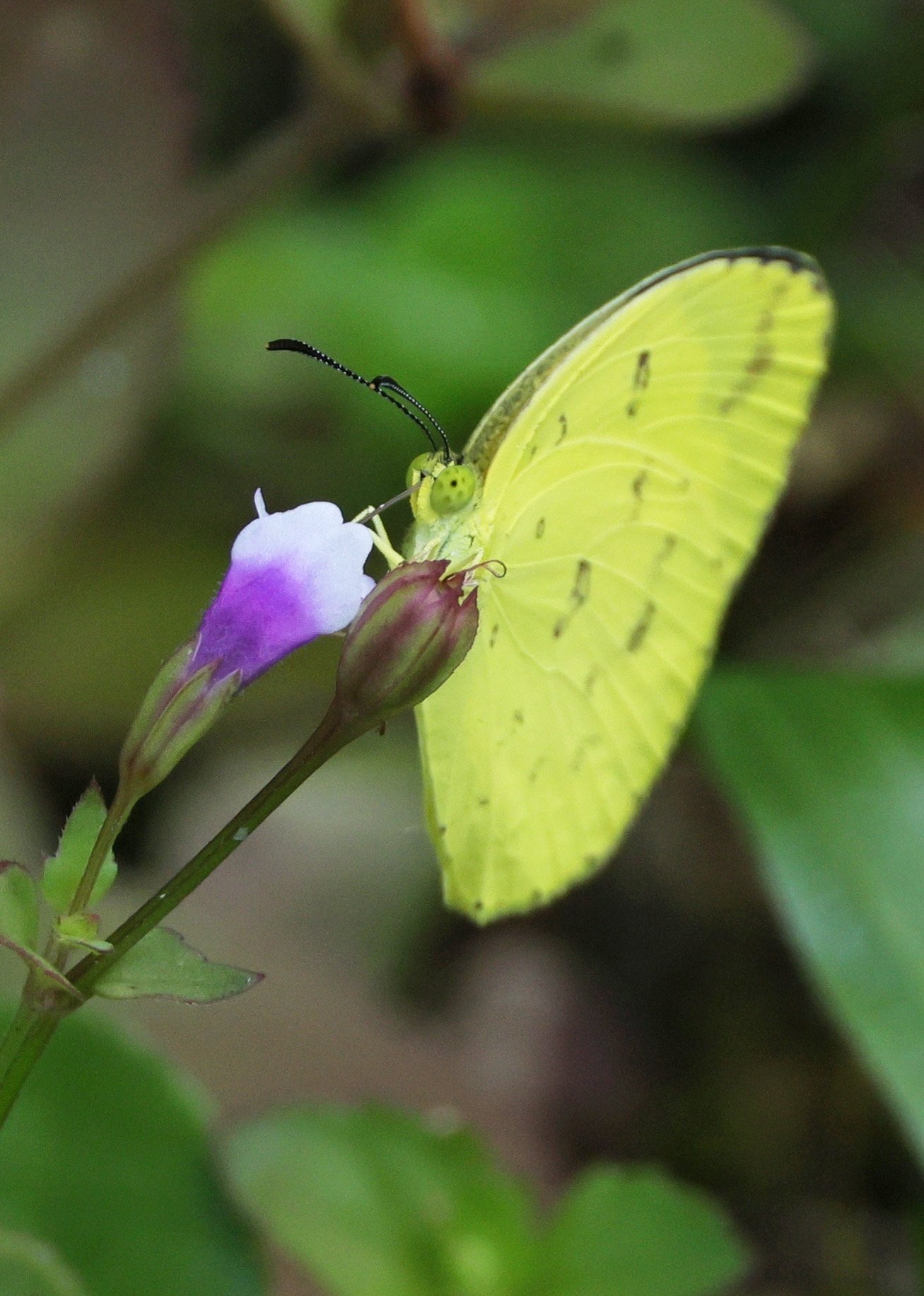 蝶々の写真[4]☆マレーシア｜Peter November