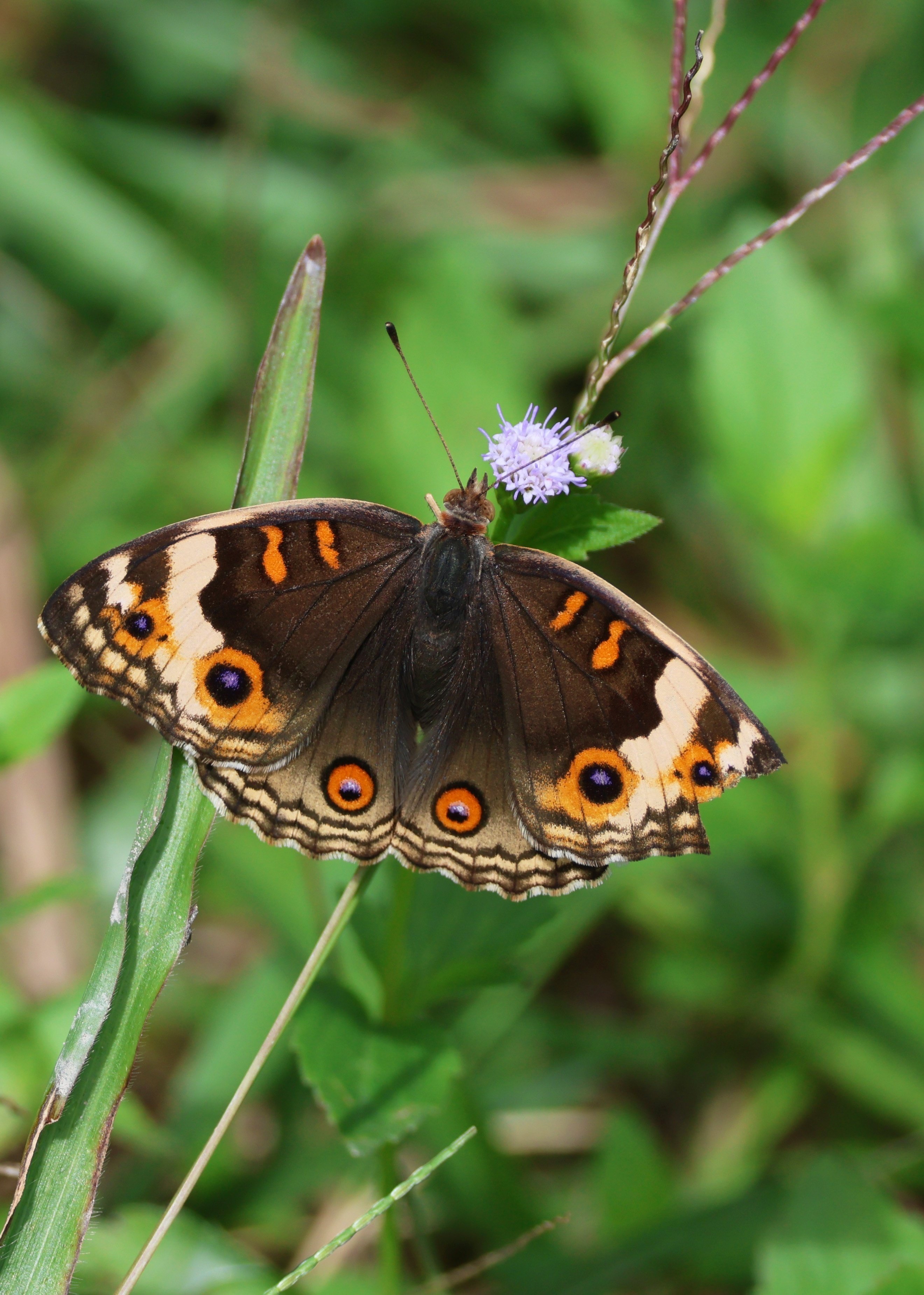 リヤドロー蝶々 花と蝶々 II | リヤドロ公式オンライン