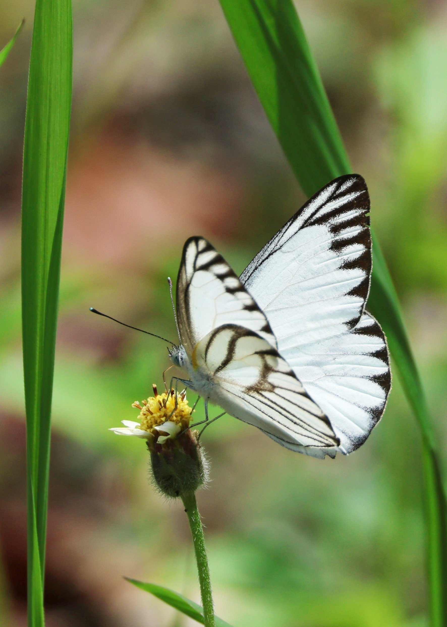 蝶々の写真[4]☆マレーシア｜Peter November