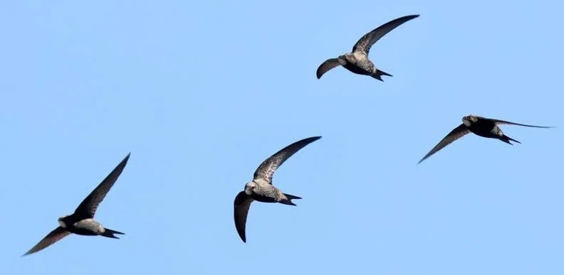 空をイメージする鳥 第2838回 空模様を表す鳥｜翆野 大地