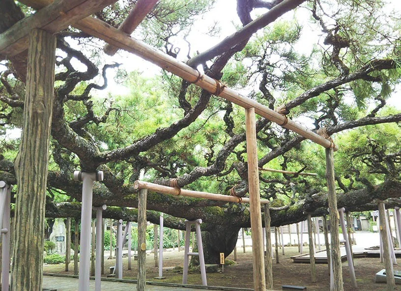 こはくらと巨樹巨木⑦～マツ、人間の業を垣間見る木｜Motomi Kohakura