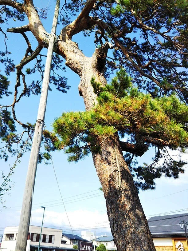 こはくらと巨樹巨木⑦～マツ、人間の業を垣間見る木｜Motomi Kohakura