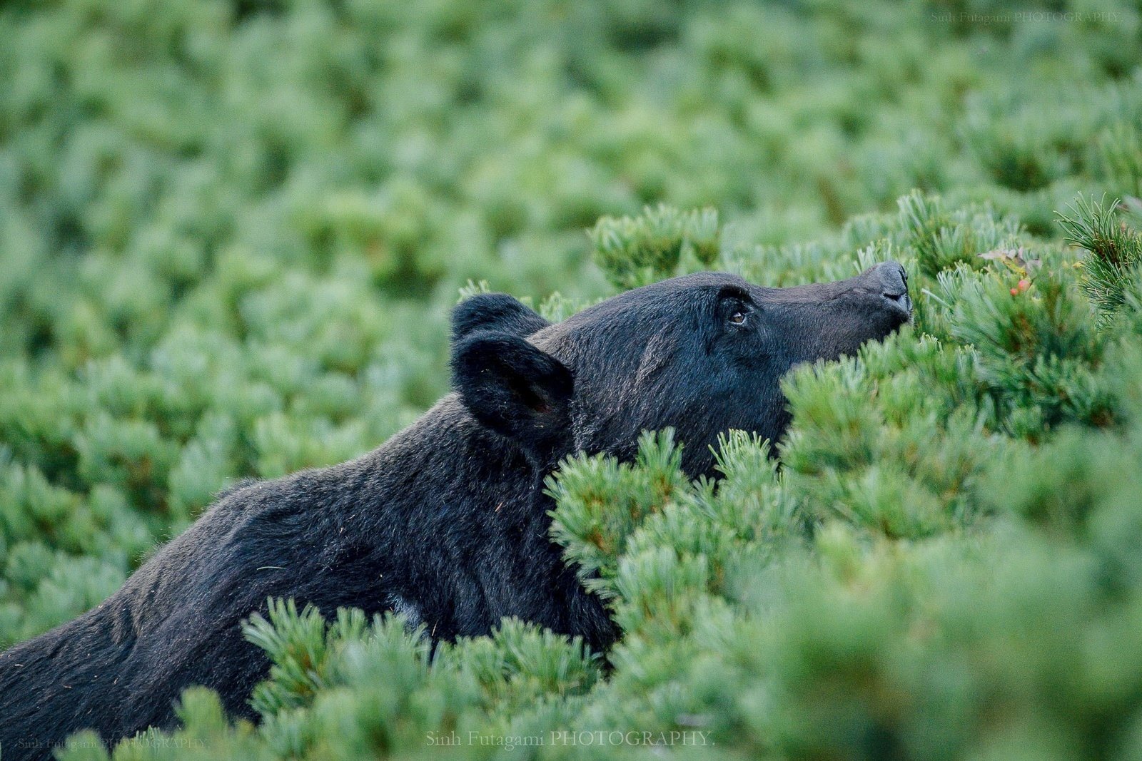 Gallery JAPANESE BEARS -日本のクマ-｜Sinh