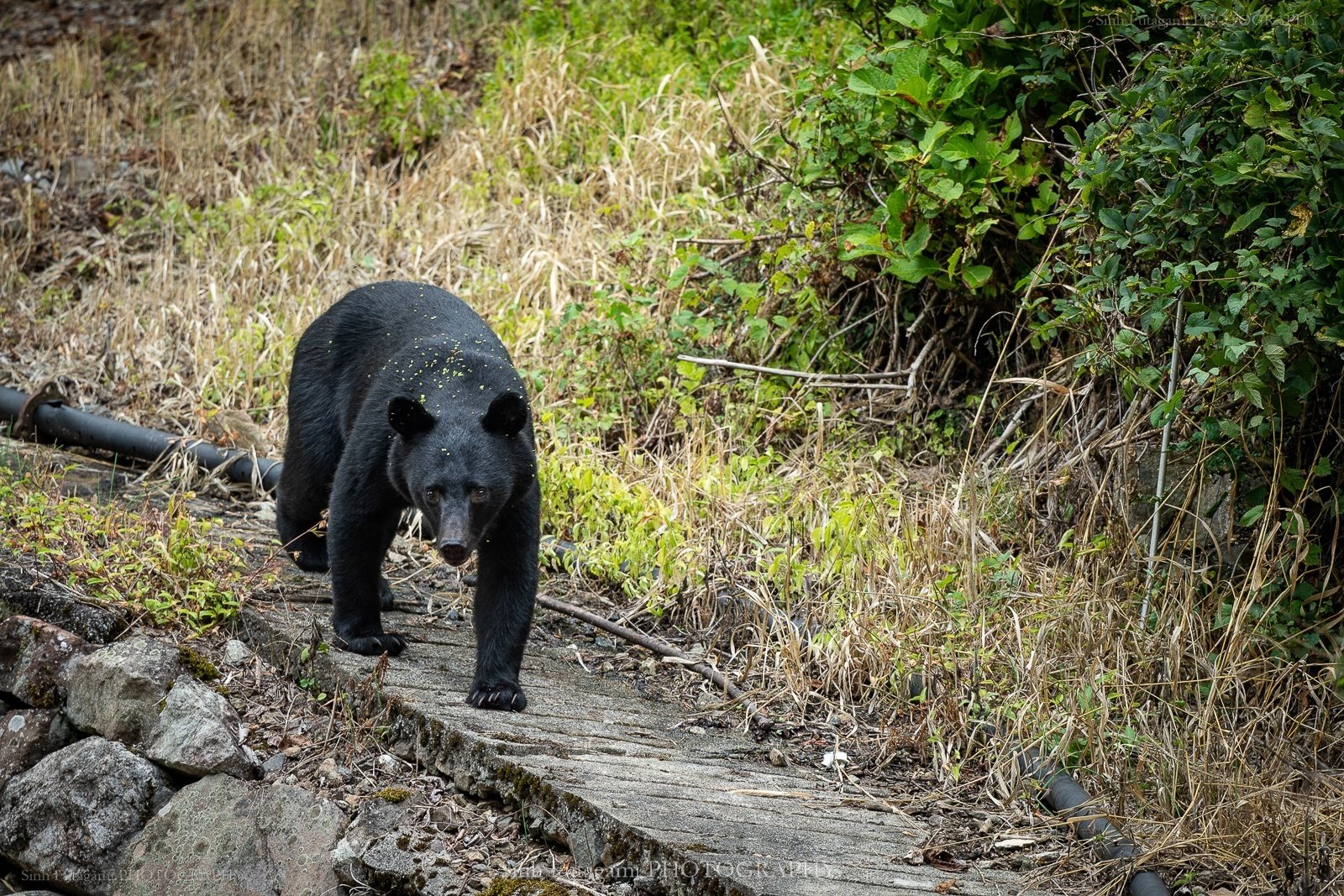 クマ 5ひきのくまさん | キャサリン・レイナー, 水野 裕紀子 |本 | 通販