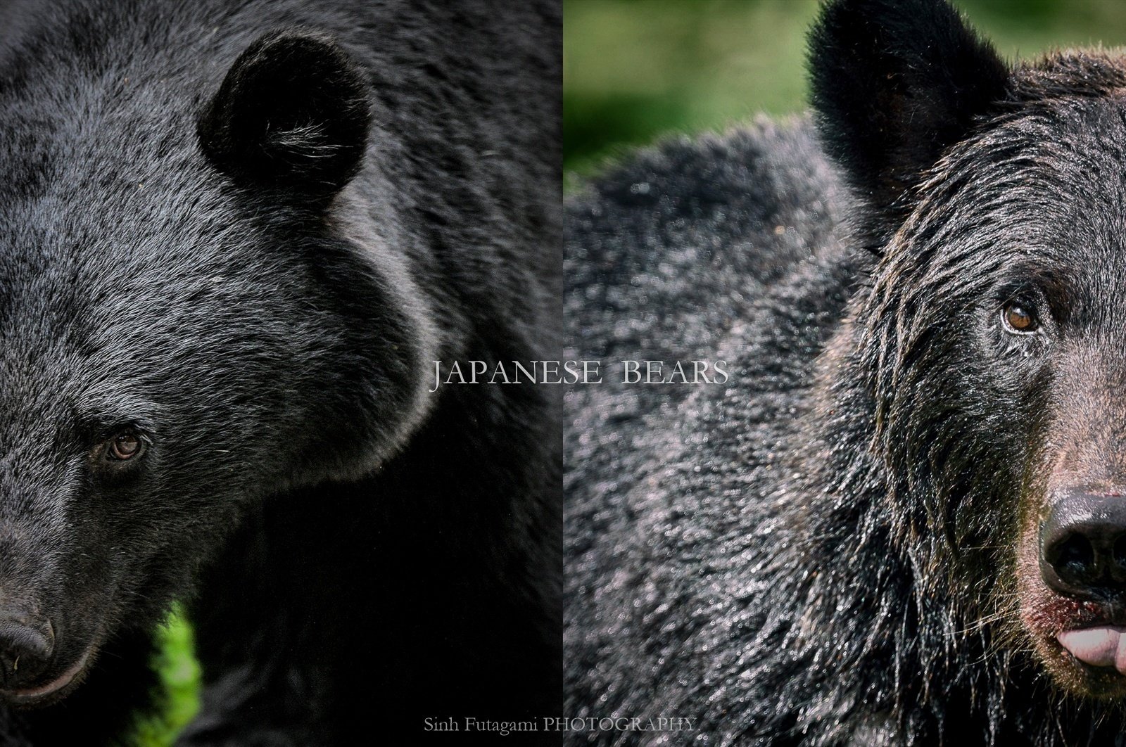 Gallery JAPANESE BEARS -日本のクマ-｜Sinh