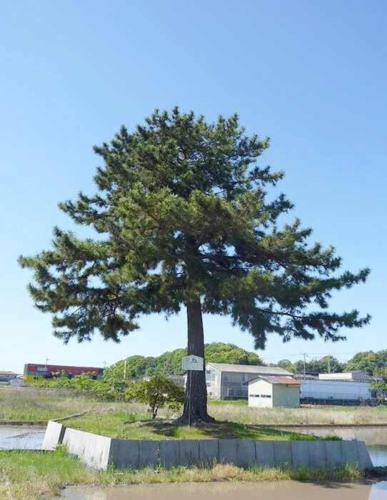 こはくらと巨樹巨木⑦～マツ、人間の業を垣間見る木｜Motomi Kohakura