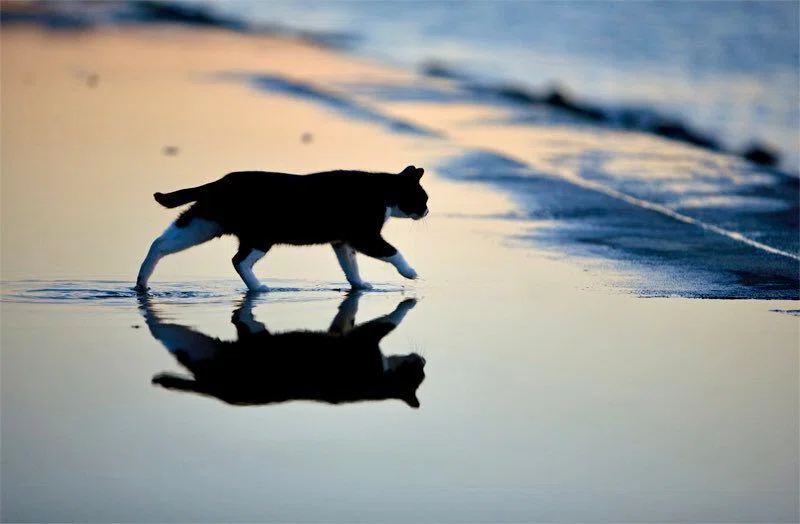 白猫と黒猫シリーズ 冬景色 Amazon.co.jp: 白猫、黒猫、しましま猫