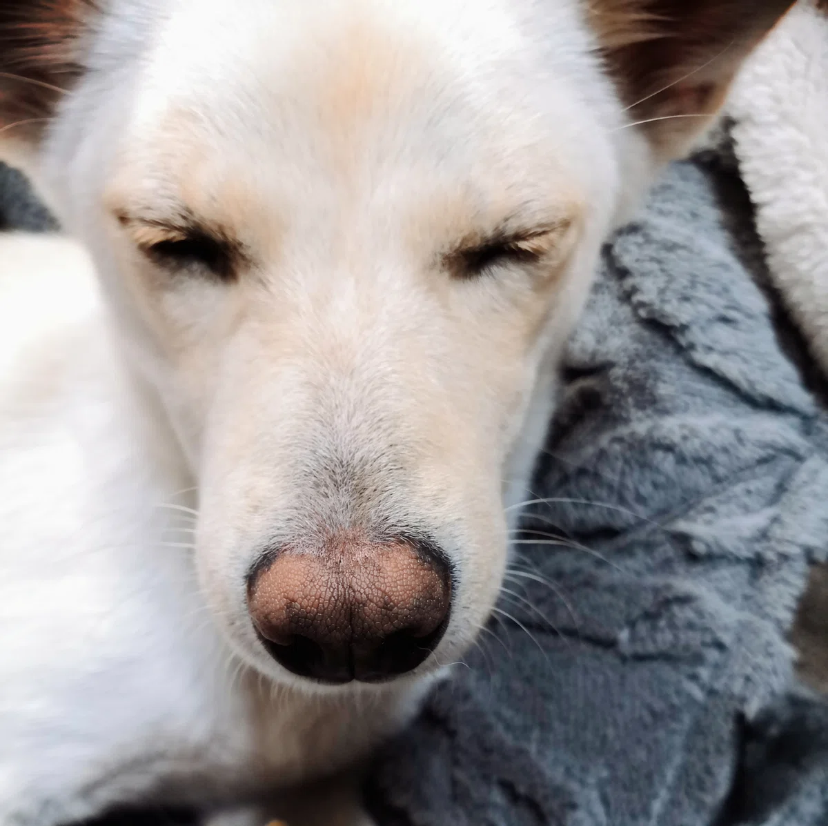 家で飼っている犬。白くて細い
