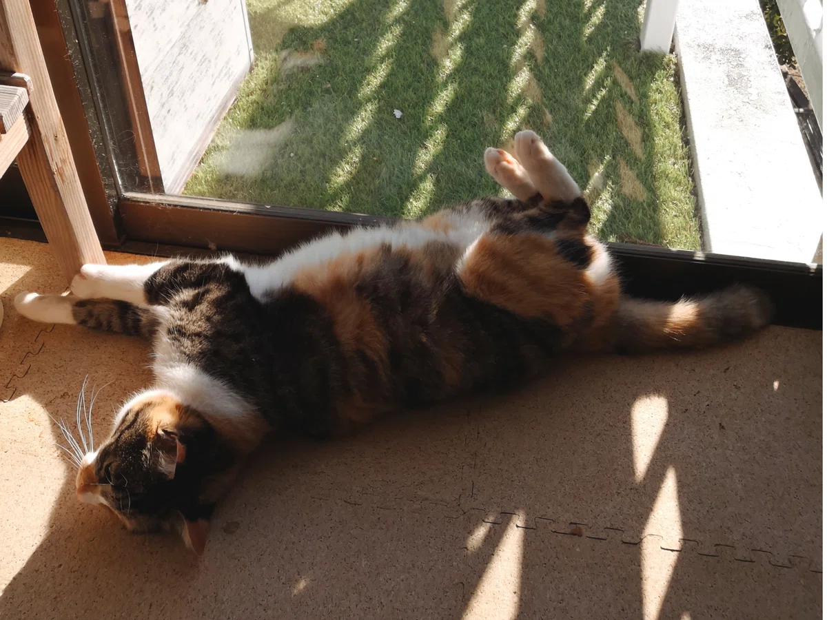 家の三毛猫