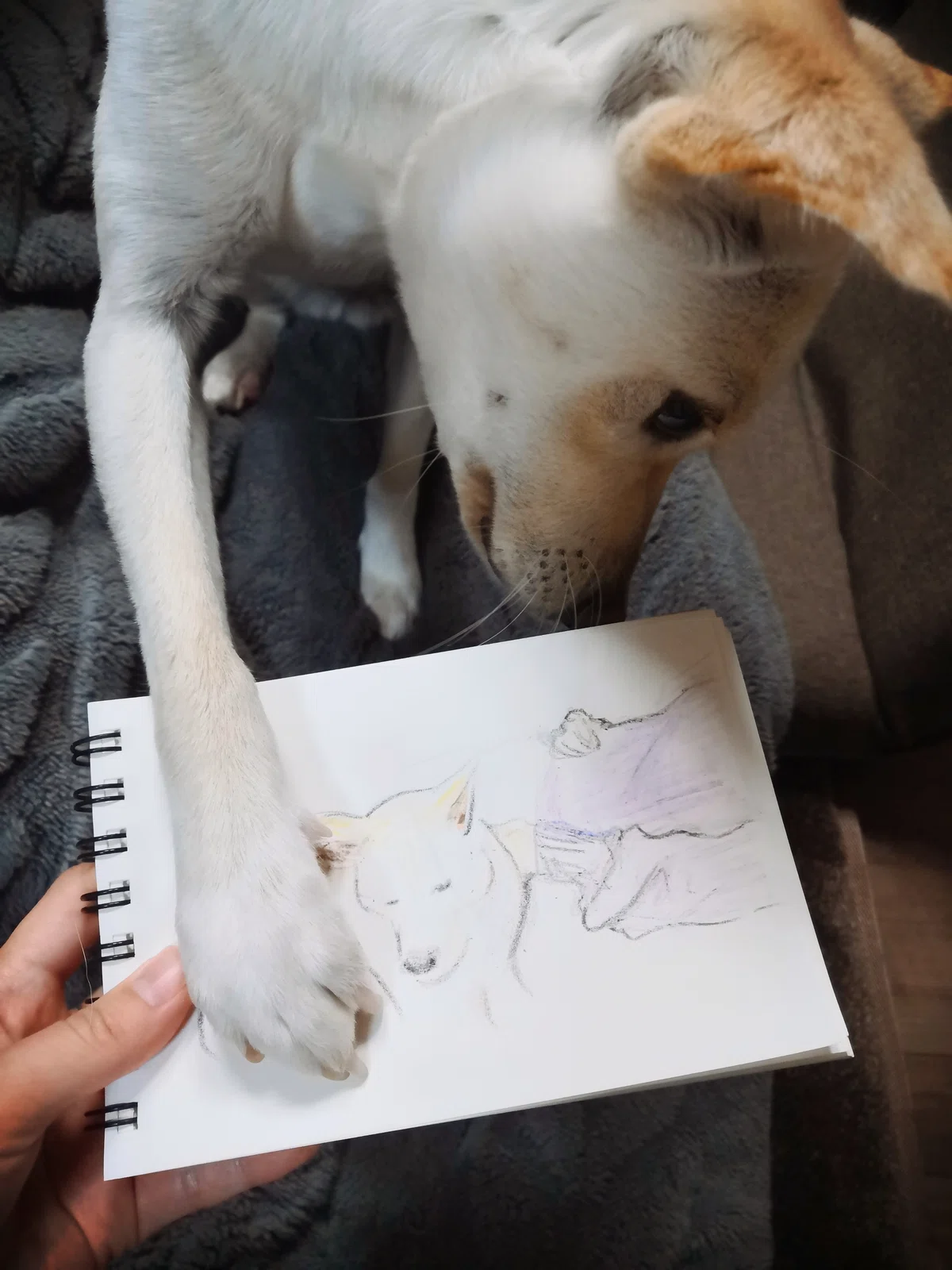 イヌの絵とイヌ