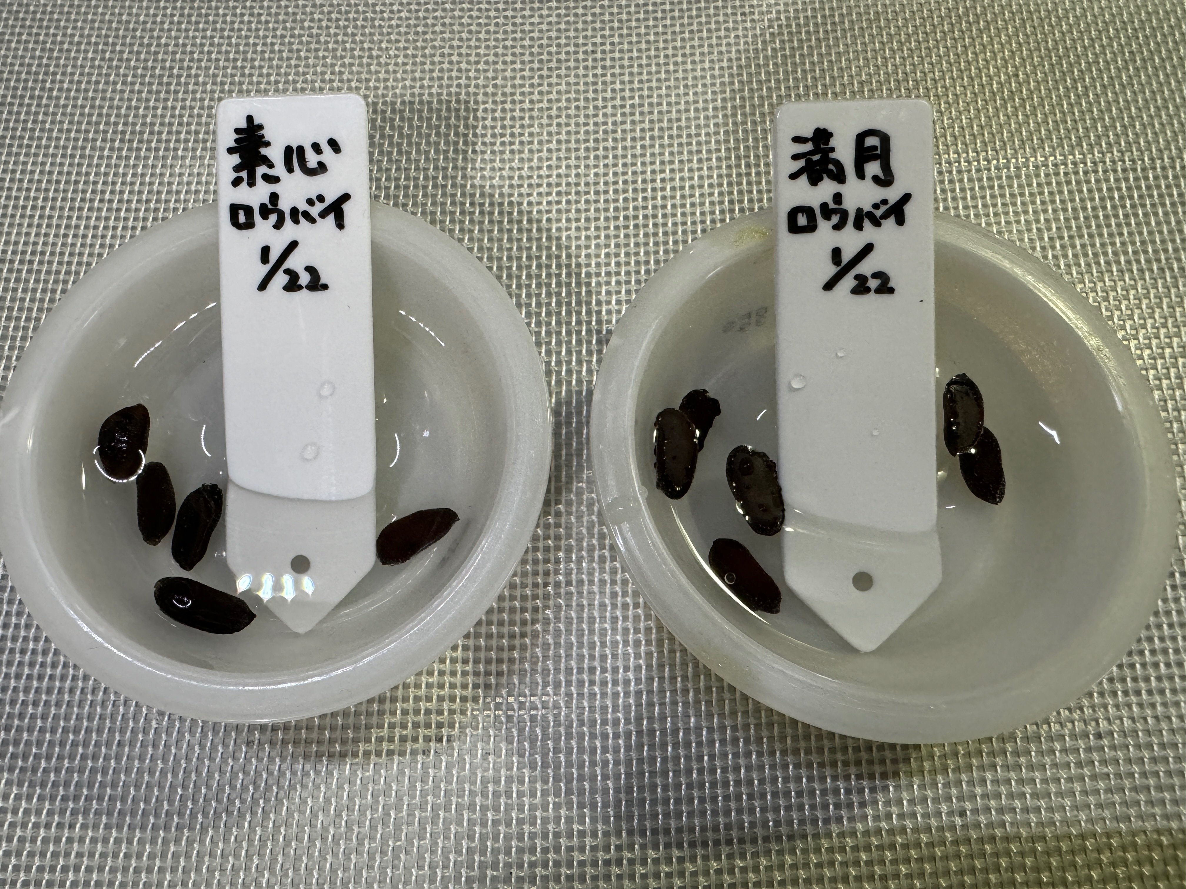 蝋梅、実生で育つかな？🌱素心と満月蝋梅の種蒔き｜穂の気ままライフ