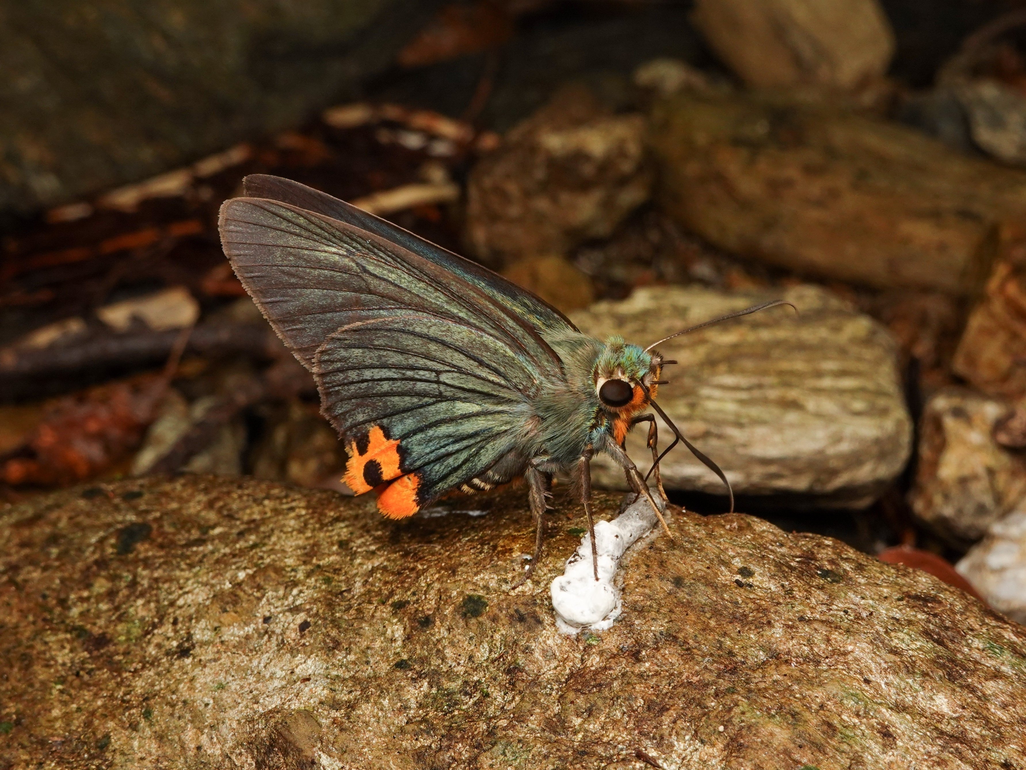 特価】『琉球列島採集観察地ガイド』『シン・八重山諸島採集観察地