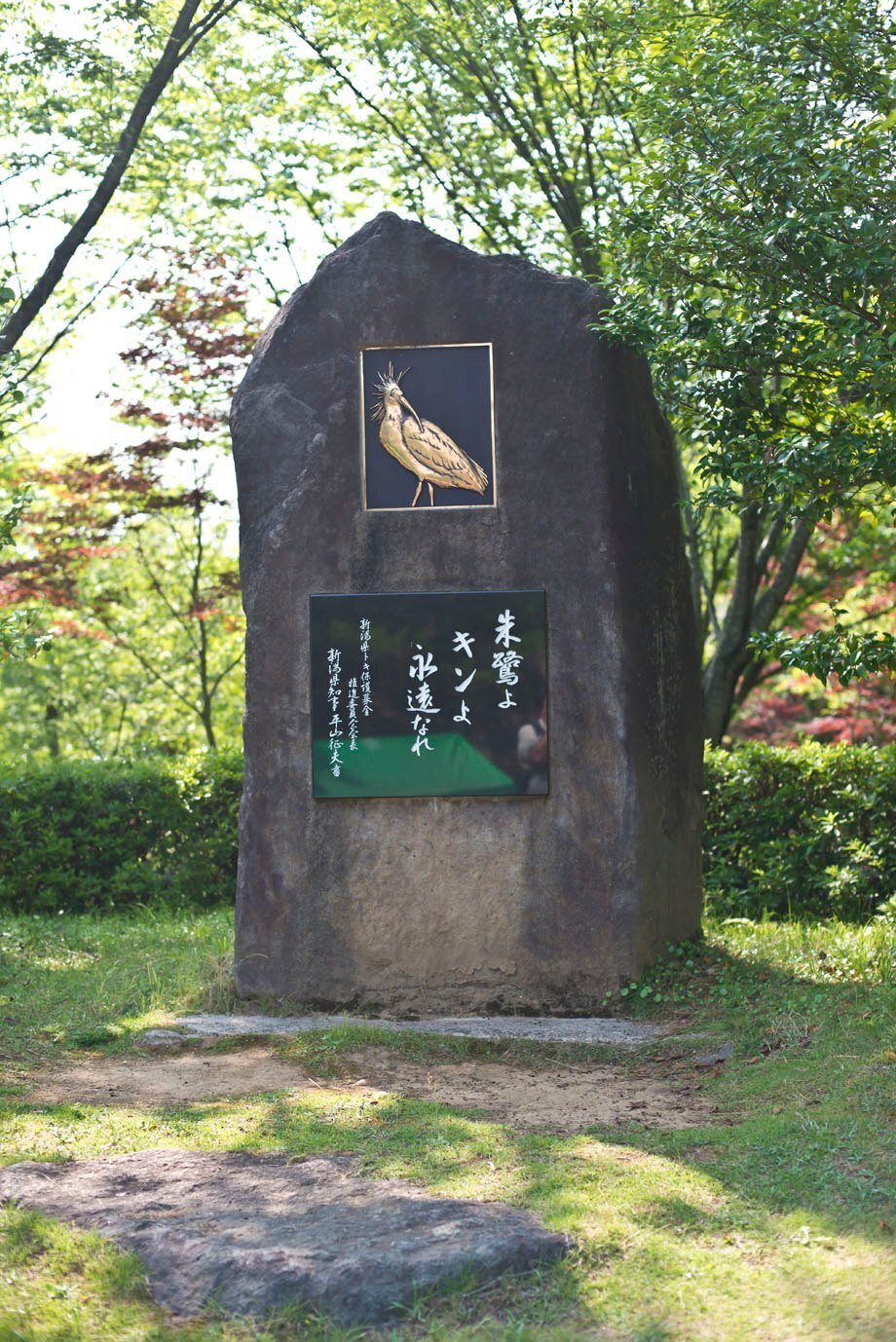 Amazon.co.jp: 倚天屠龍記[いてんとりゅうき]~乱世に煌めく愛
