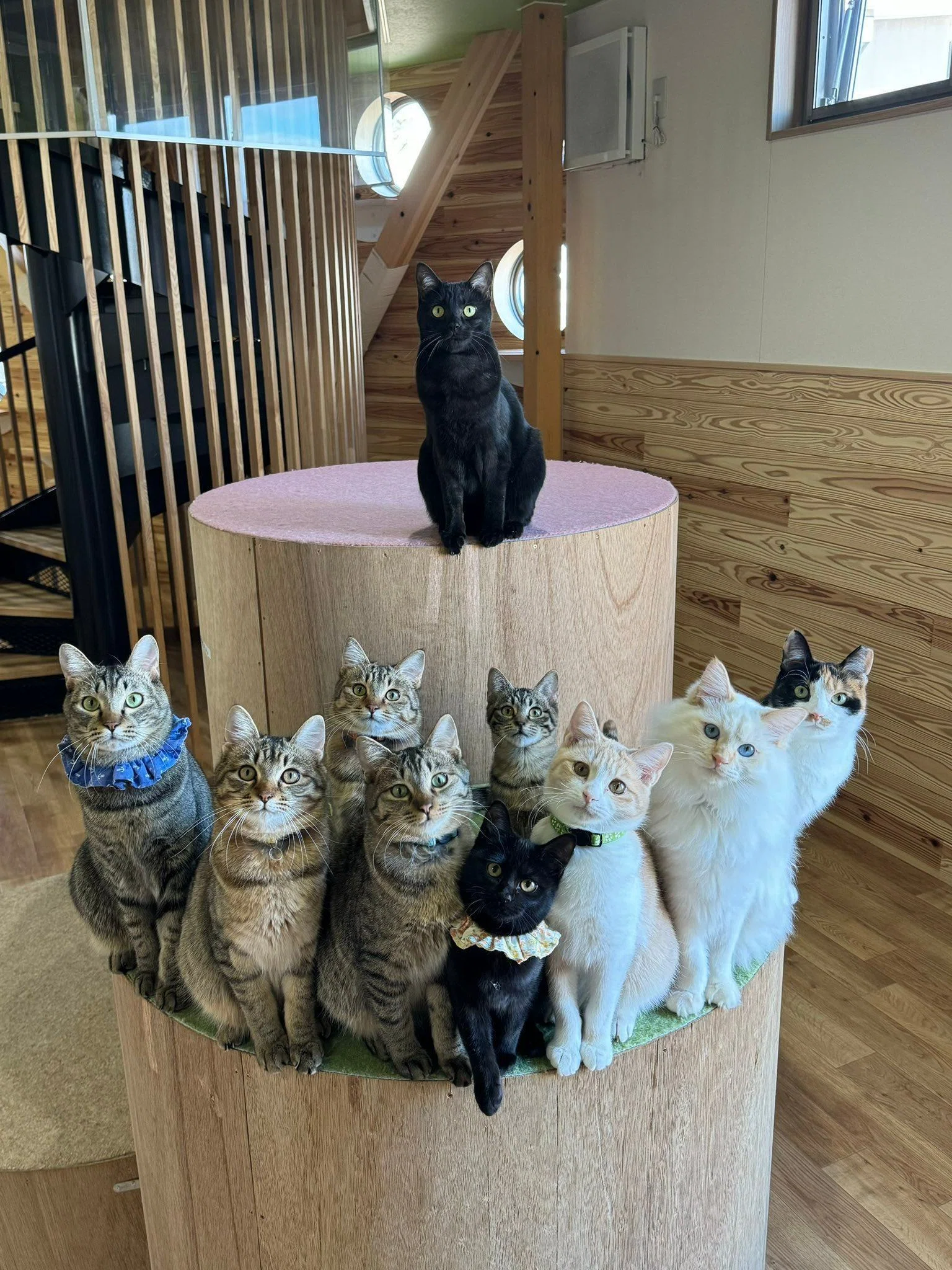 黒猫のラスボス感もハンパない！猫10匹の視線を釘付けにした方法、その