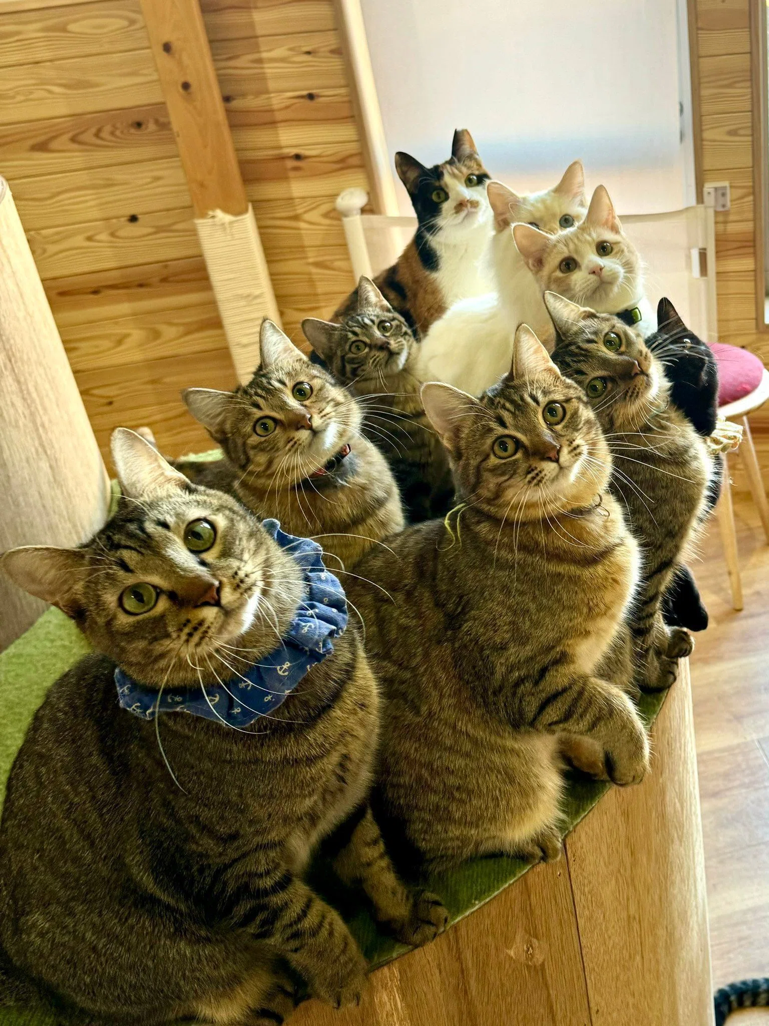 黒猫のラスボス感もハンパない！猫10匹の視線を釘付けにした方法、その