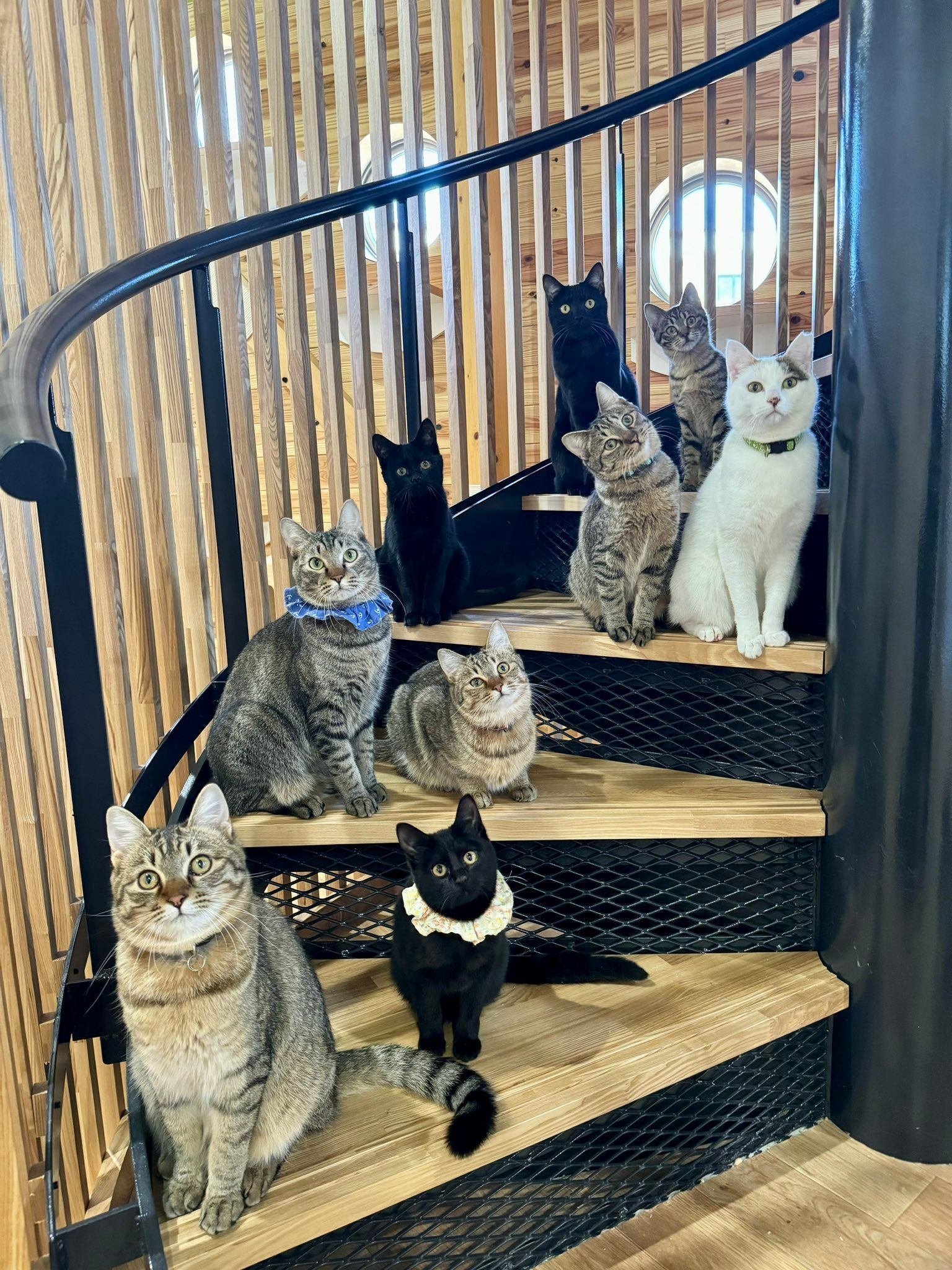 黒猫のラスボス感もハンパない！猫10匹の視線を釘付けにした方法