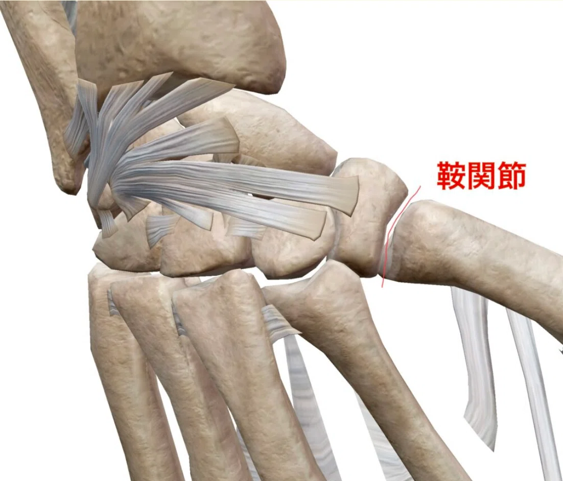 母指CM関節｜あひるOT