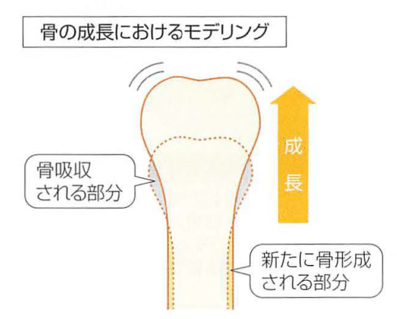 【裁断済】整形外科卒後研修Q&A 問題編＆解説編 改定第8版 Amazon.co.jp: 整形外科卒後研修Q&A(改訂第8版): 問題編/解説編