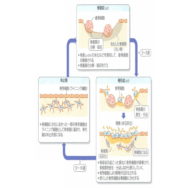 整形外科専門医試験2024年第36回問1｜Drひろひろ@整形外科専門医試験対策