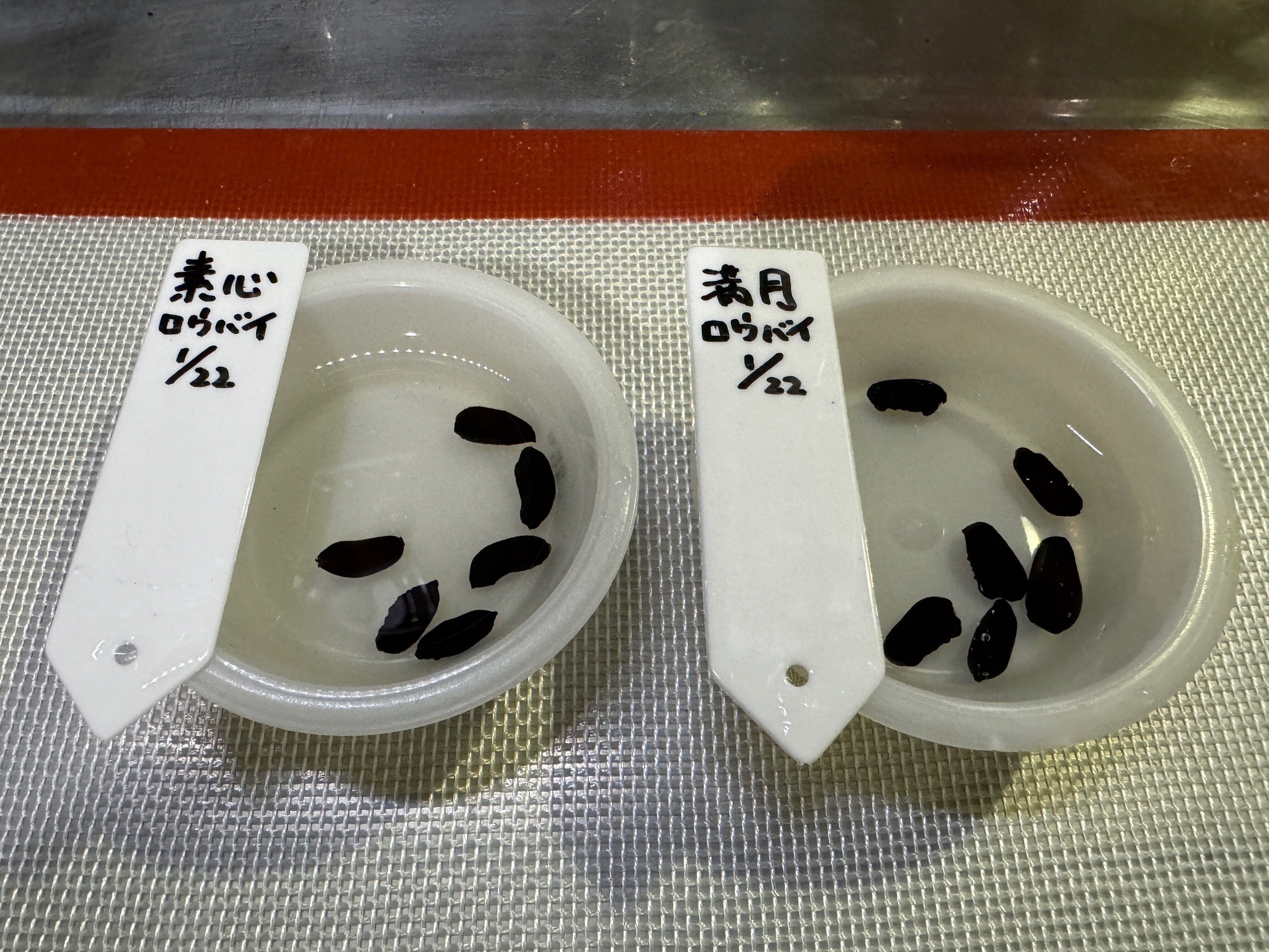 蝋梅、実生で育つかな？🌱素心と満月蝋梅の種蒔き｜穂の気ままライフ