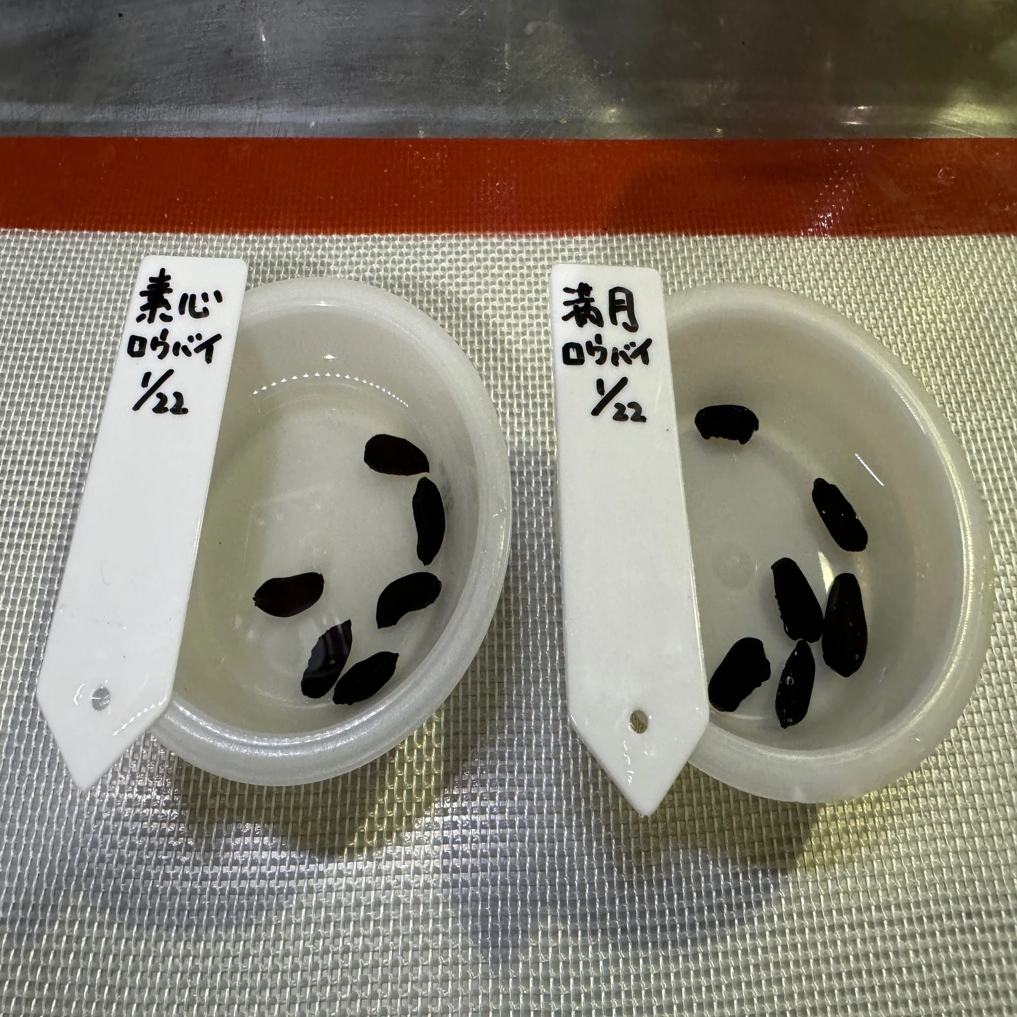 蝋梅、実生で育つかな？🌱素心と満月蝋梅の種蒔き｜穂の気ままライフ