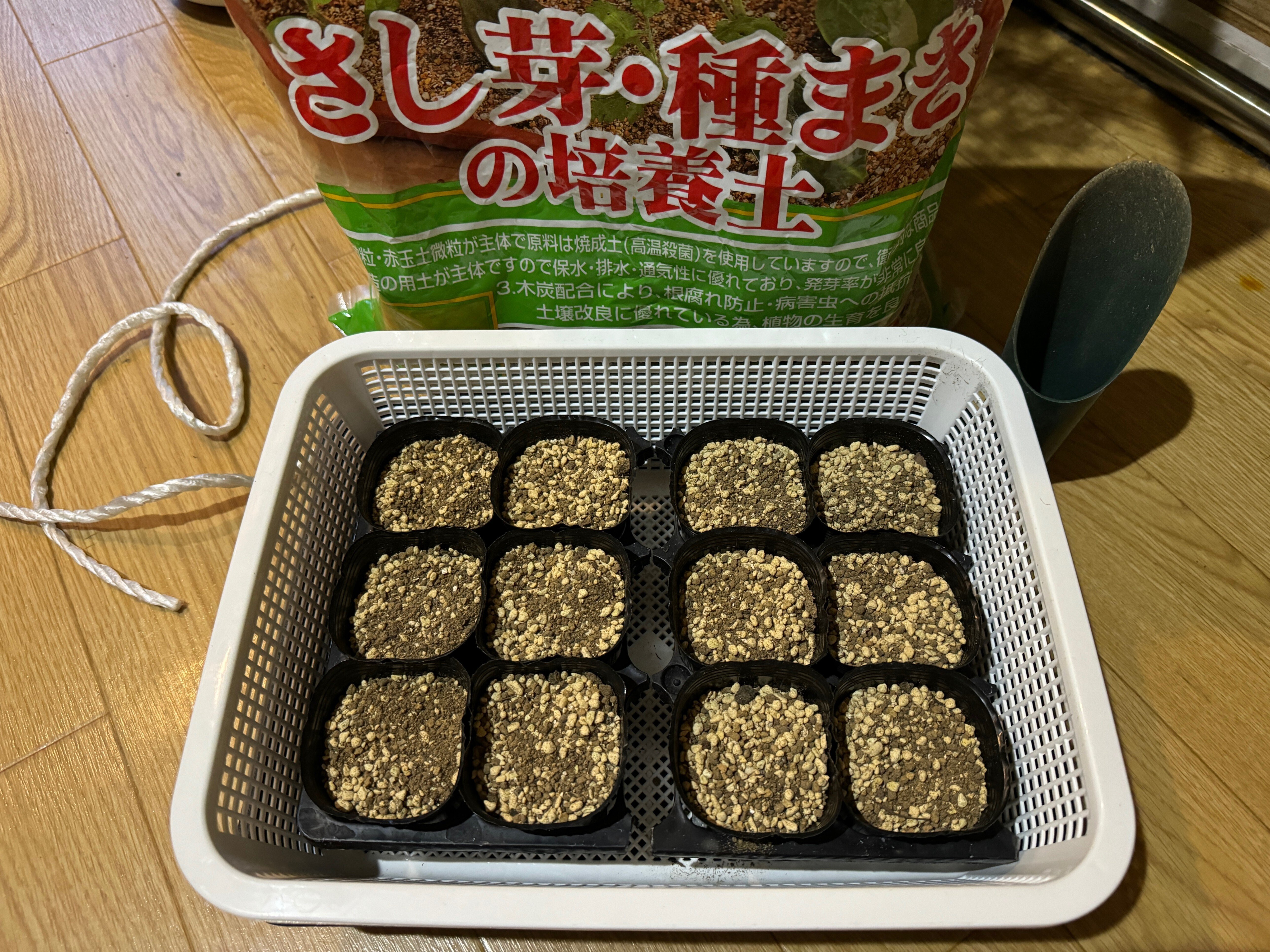 蝋梅、実生で育つかな？🌱素心と満月蝋梅の種蒔き｜穂の気ままライフ