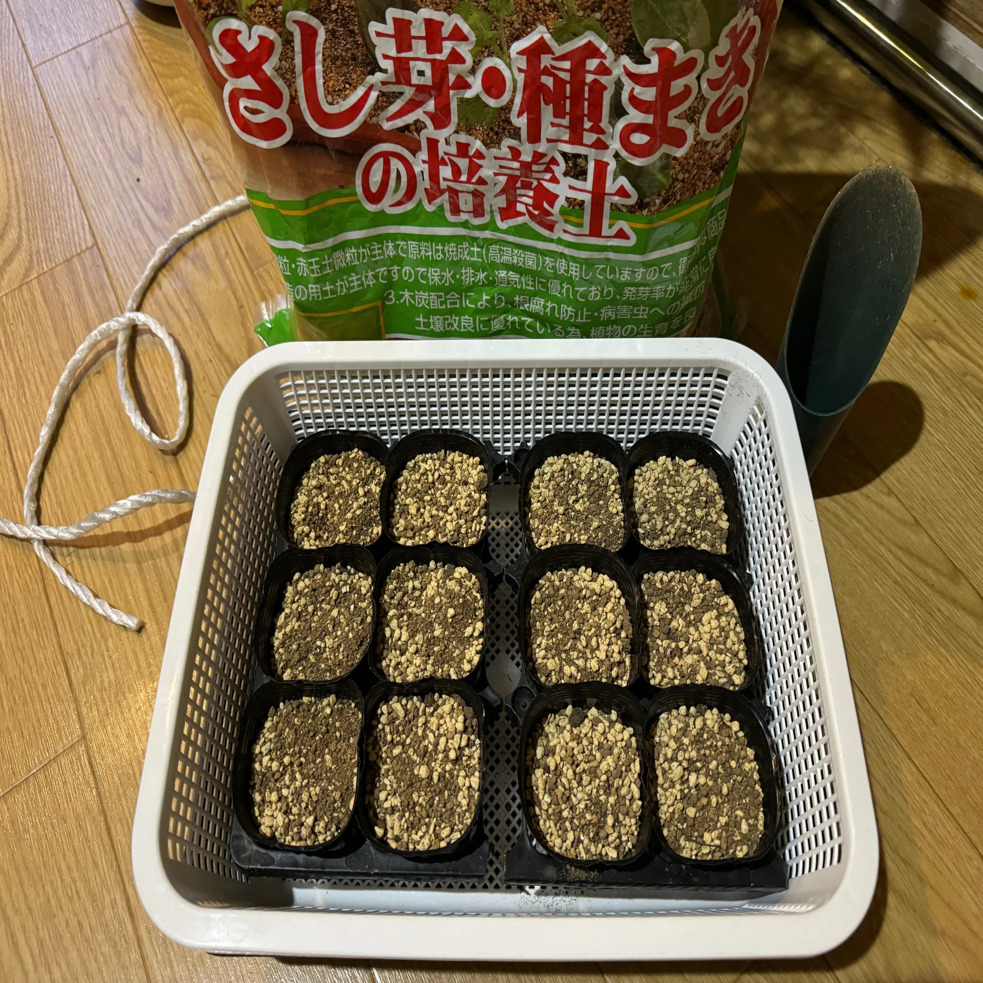 蝋梅、実生で育つかな？🌱素心と満月蝋梅の種蒔き｜穂の気ままライフ