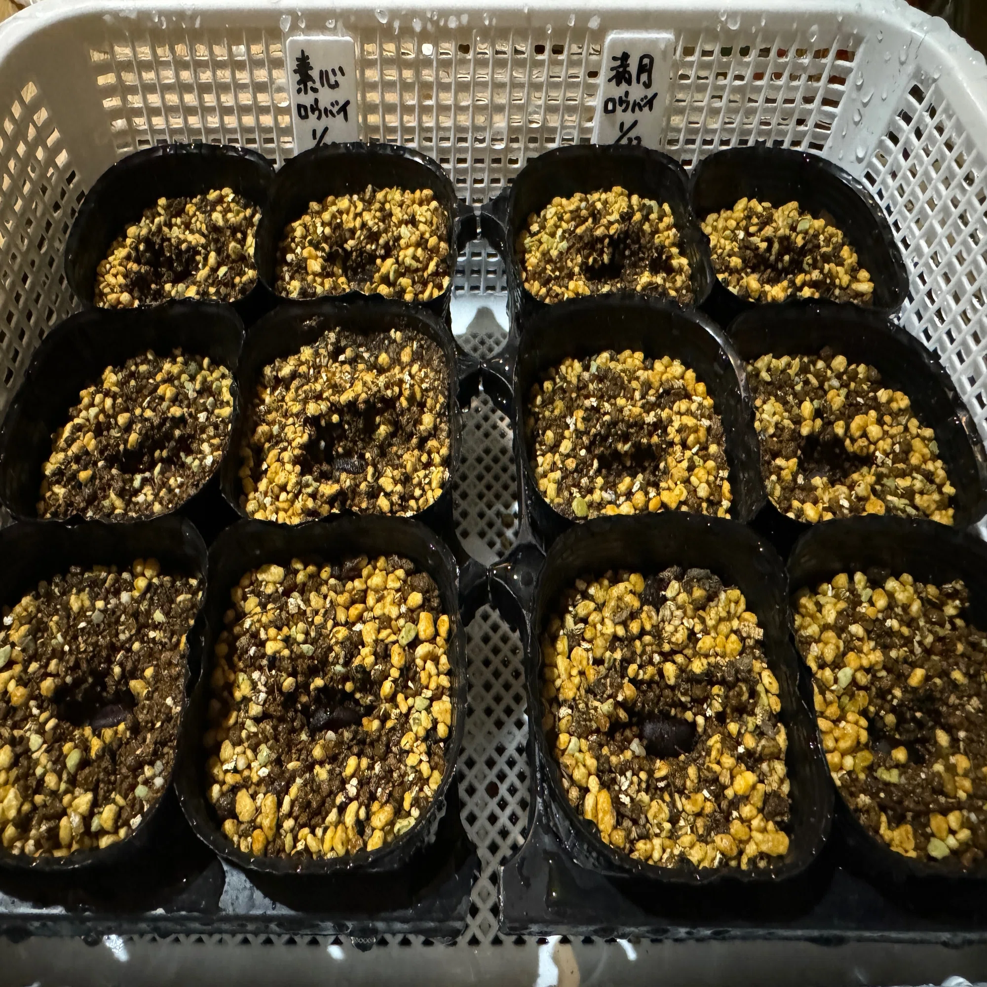 蝋梅、実生で育つかな？🌱素心と満月蝋梅の種蒔き｜穂の気ままライフ
