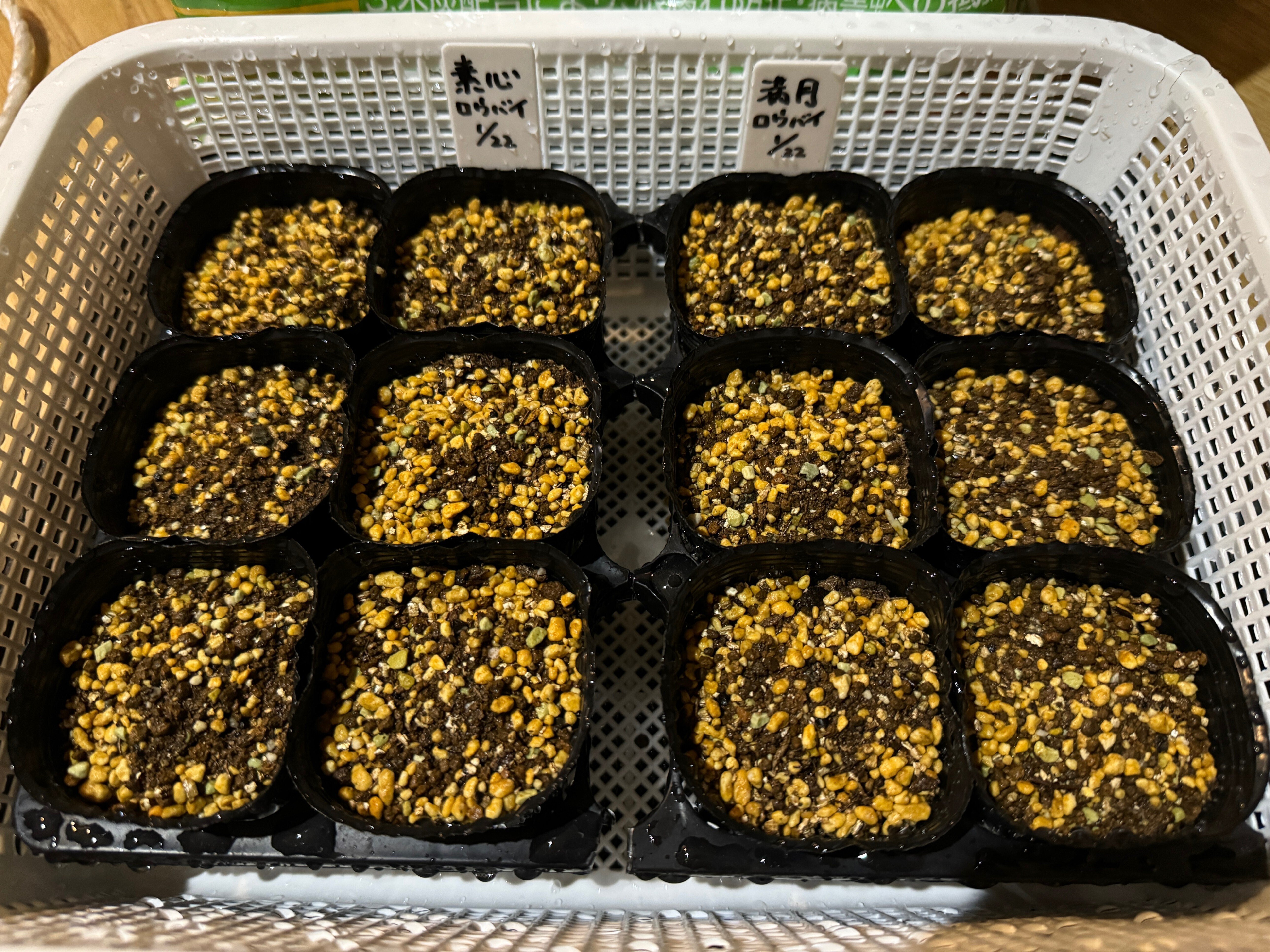 蝋梅、実生で育つかな？🌱素心と満月蝋梅の種蒔き｜穂の気ままライフ