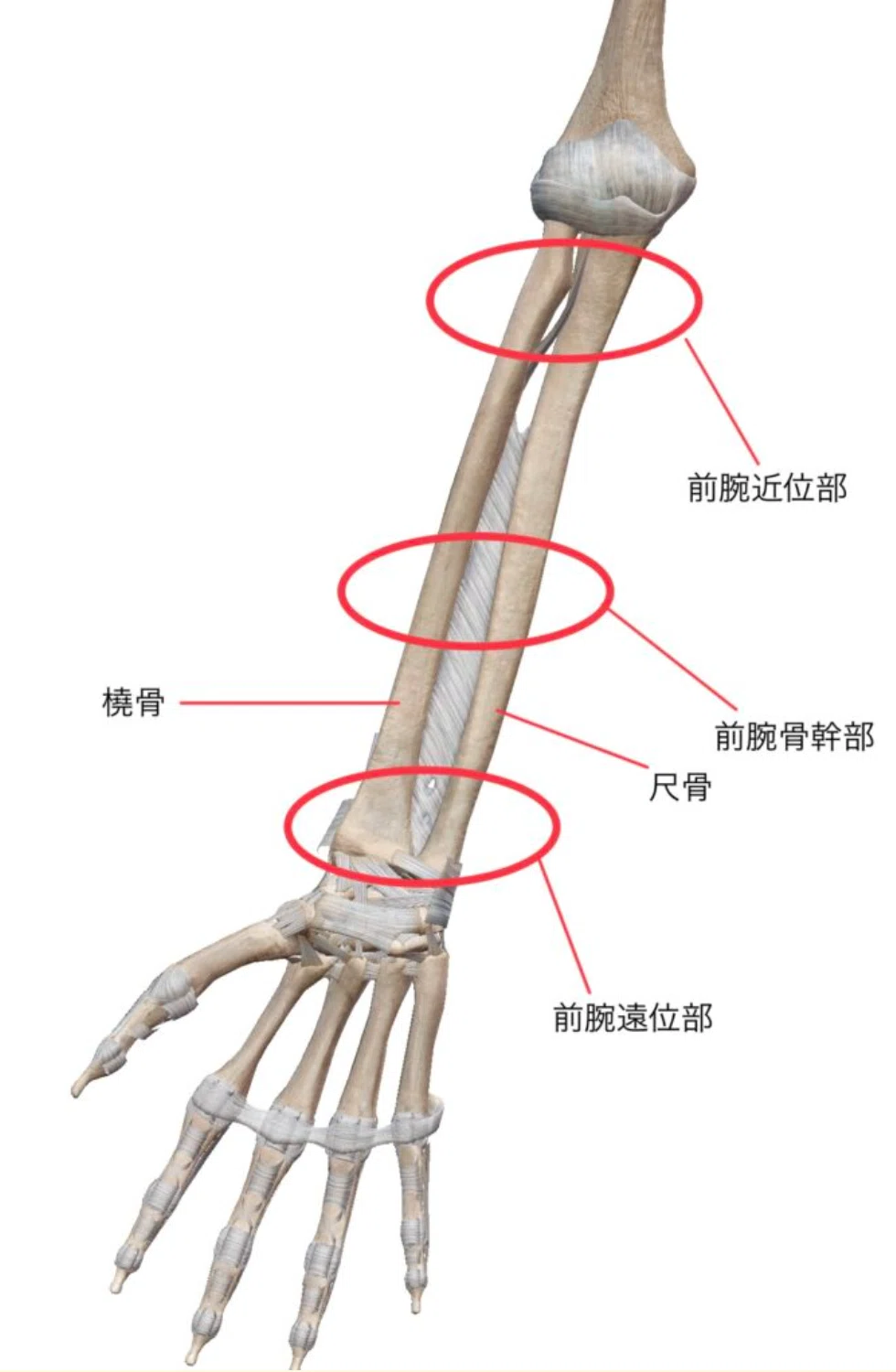 橈骨遠位端骨折(Distal radius fracture：DRF)｜あひるOT