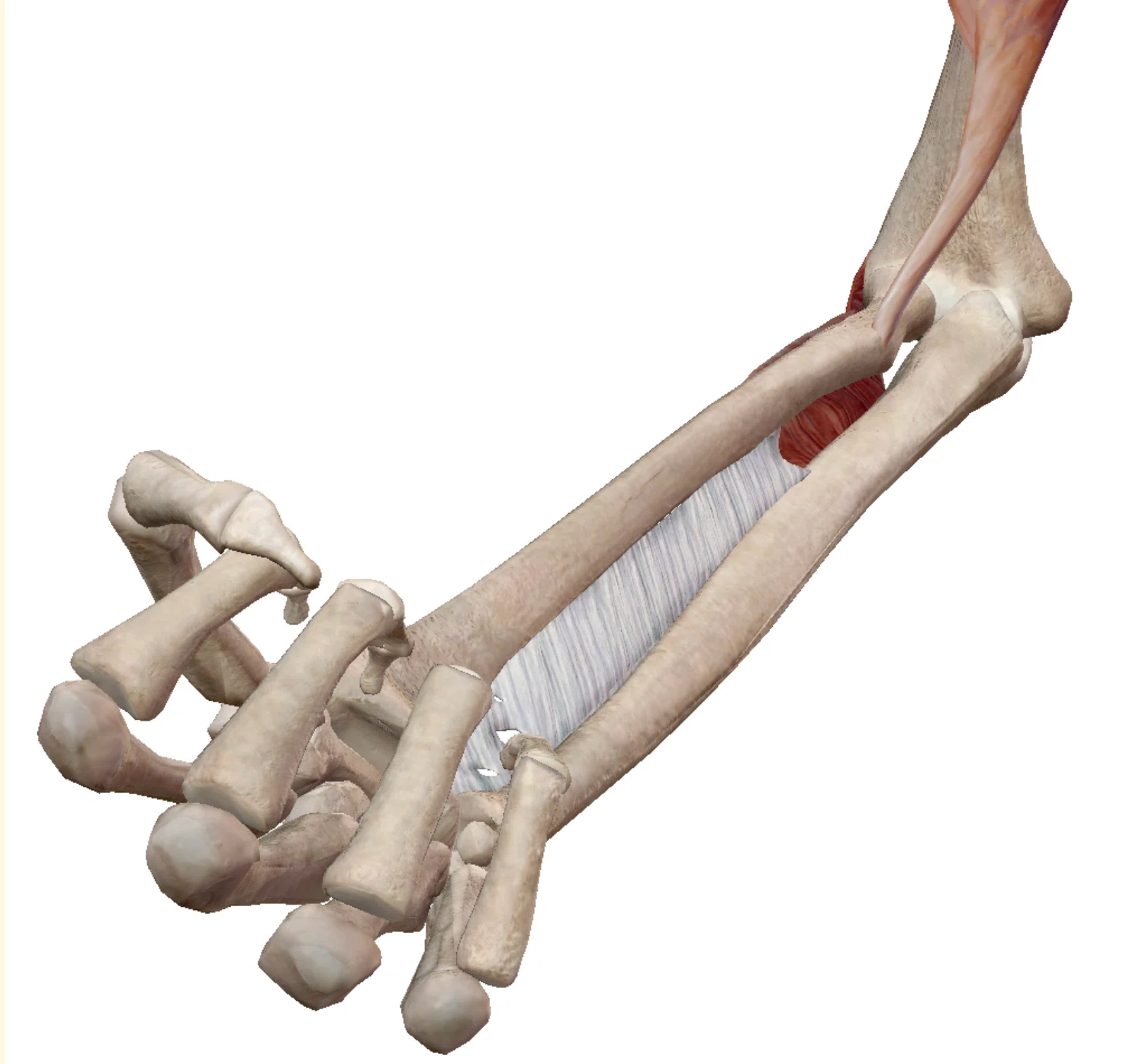 橈骨遠位端骨折(Distal radius fracture：DRF)｜あひるOT